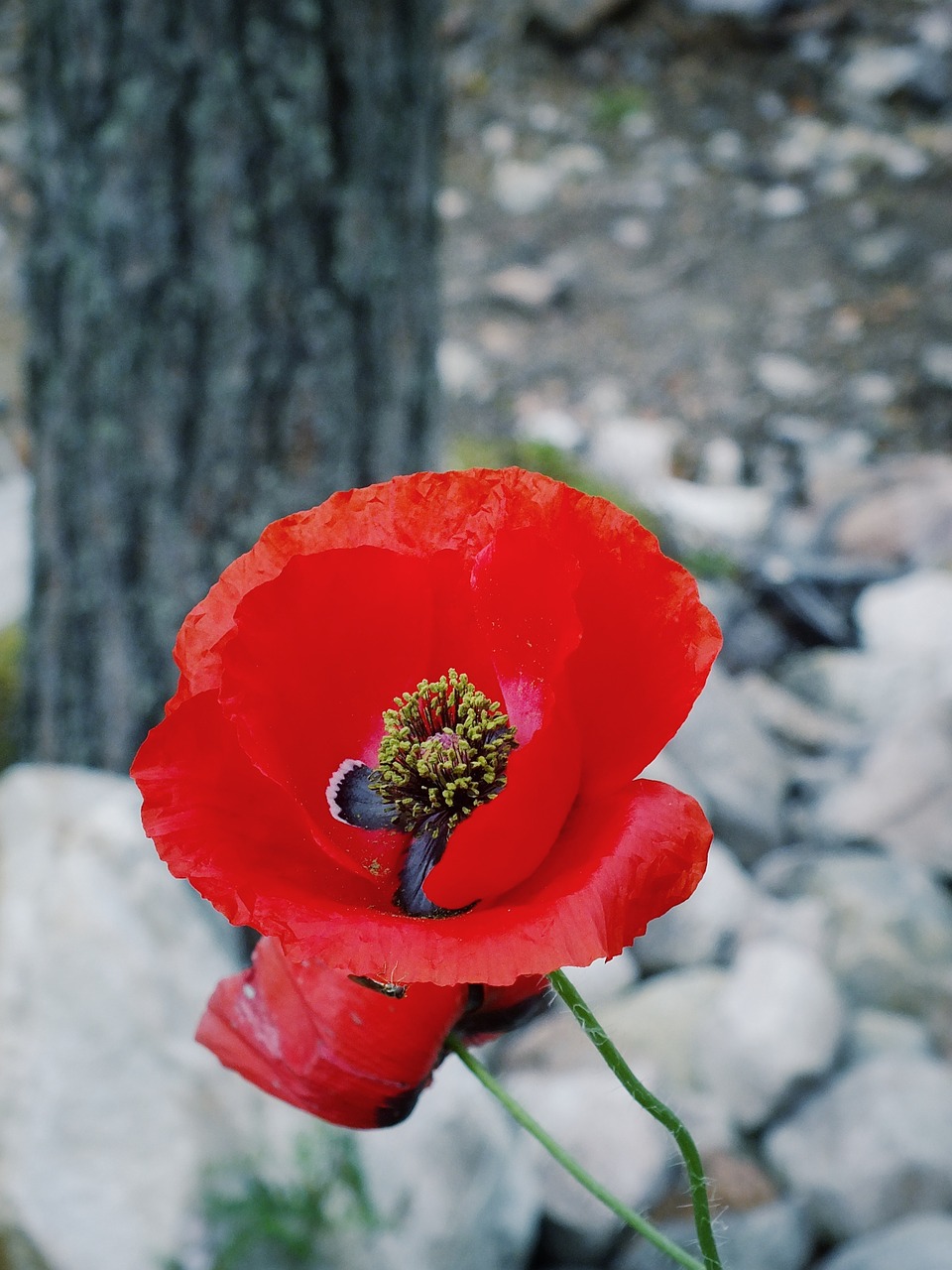 red flower flower nature free photo