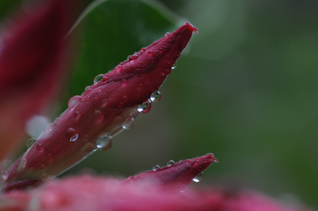 red flower fresh free photo