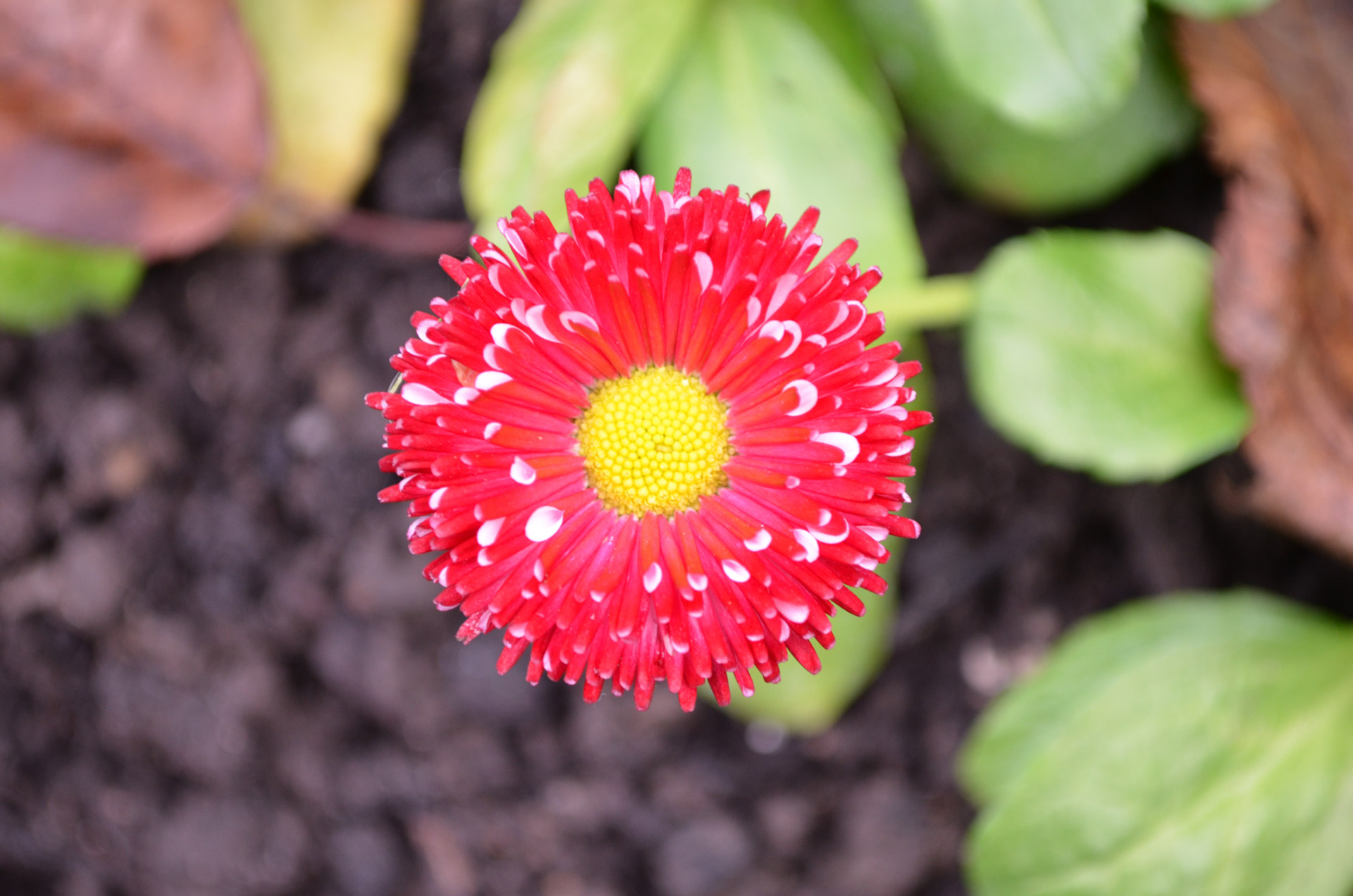 red flower yellow free photo