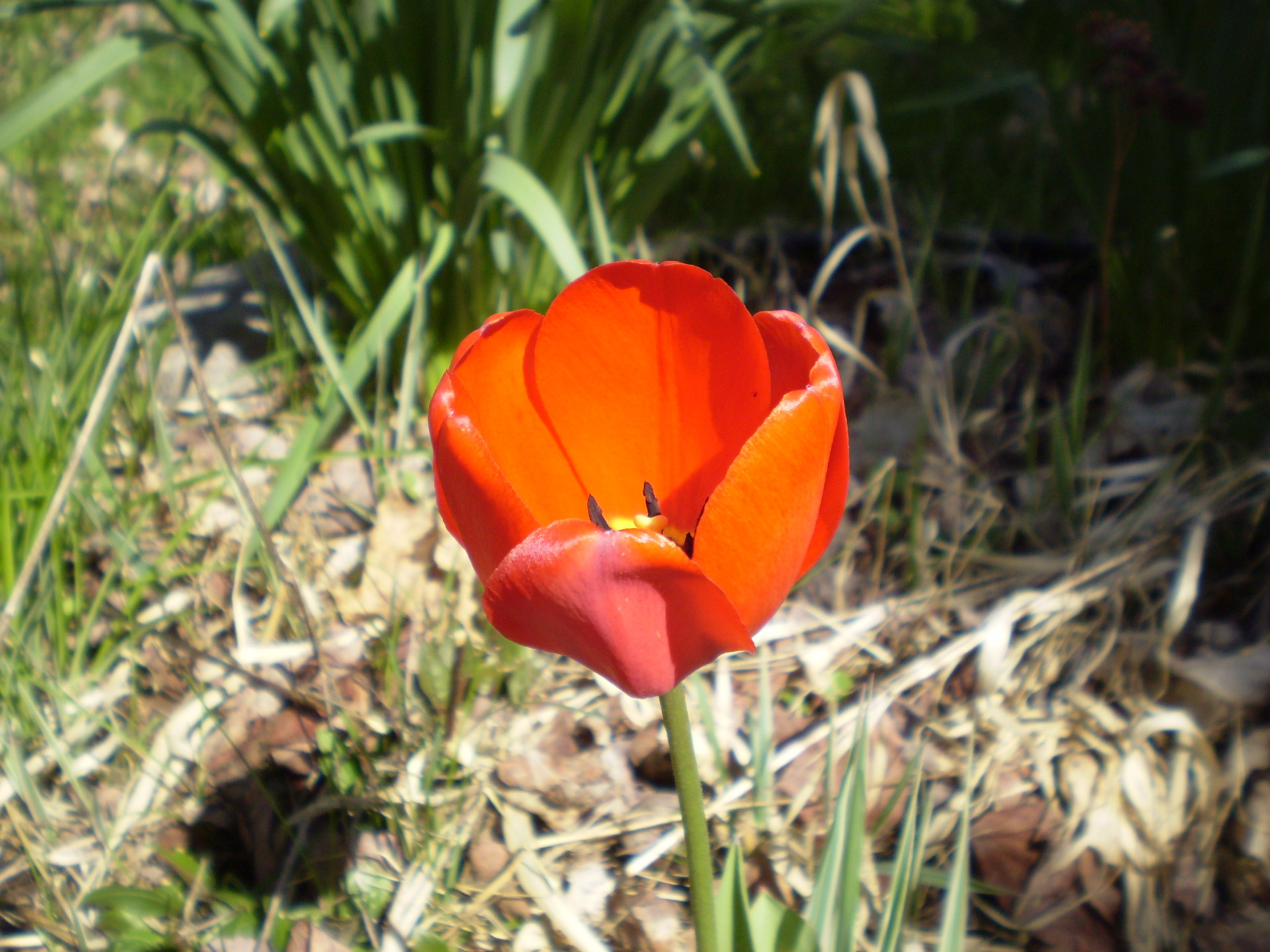 flower red spring red flower free photo