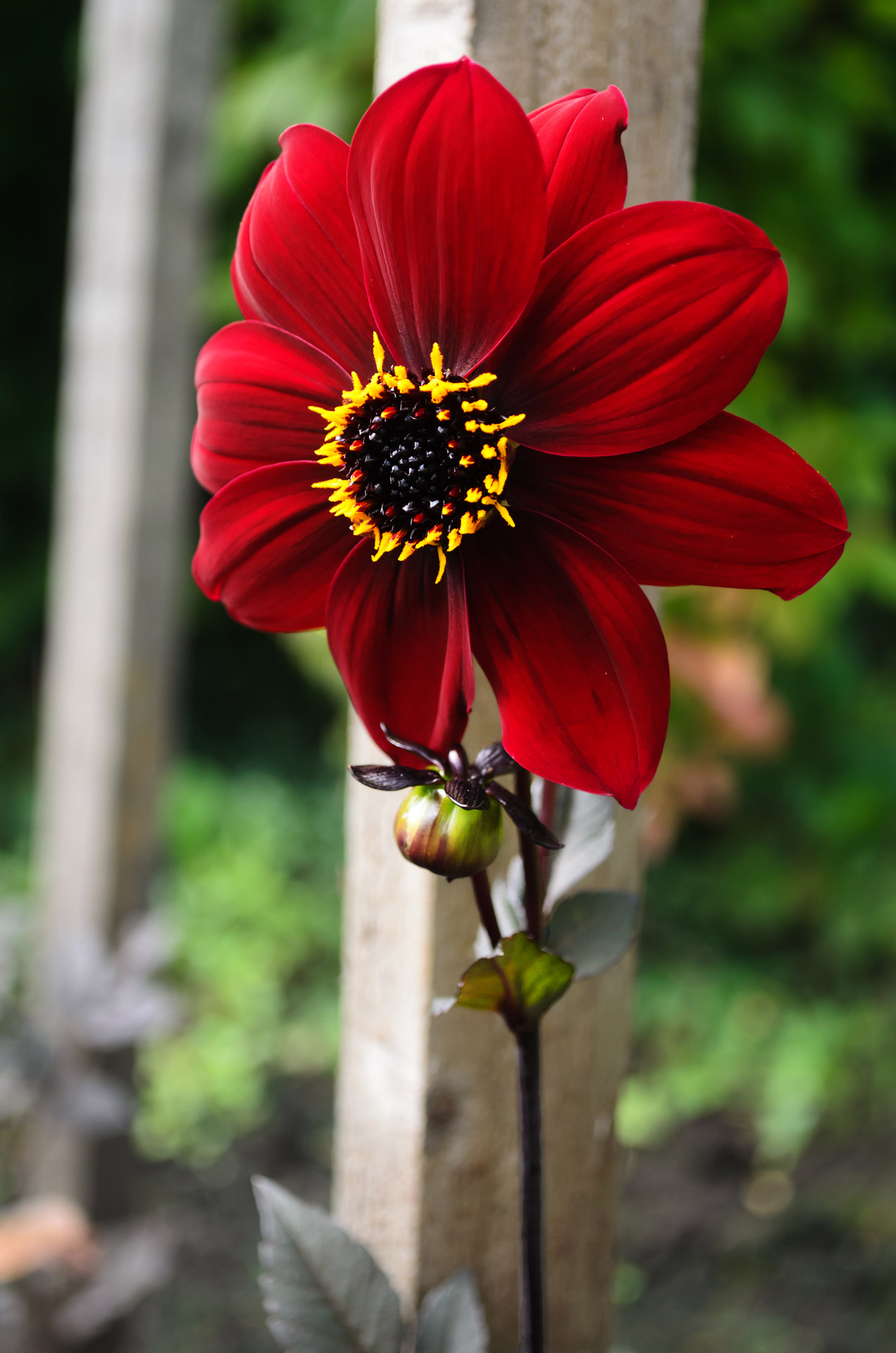 flowers flower plants free photo