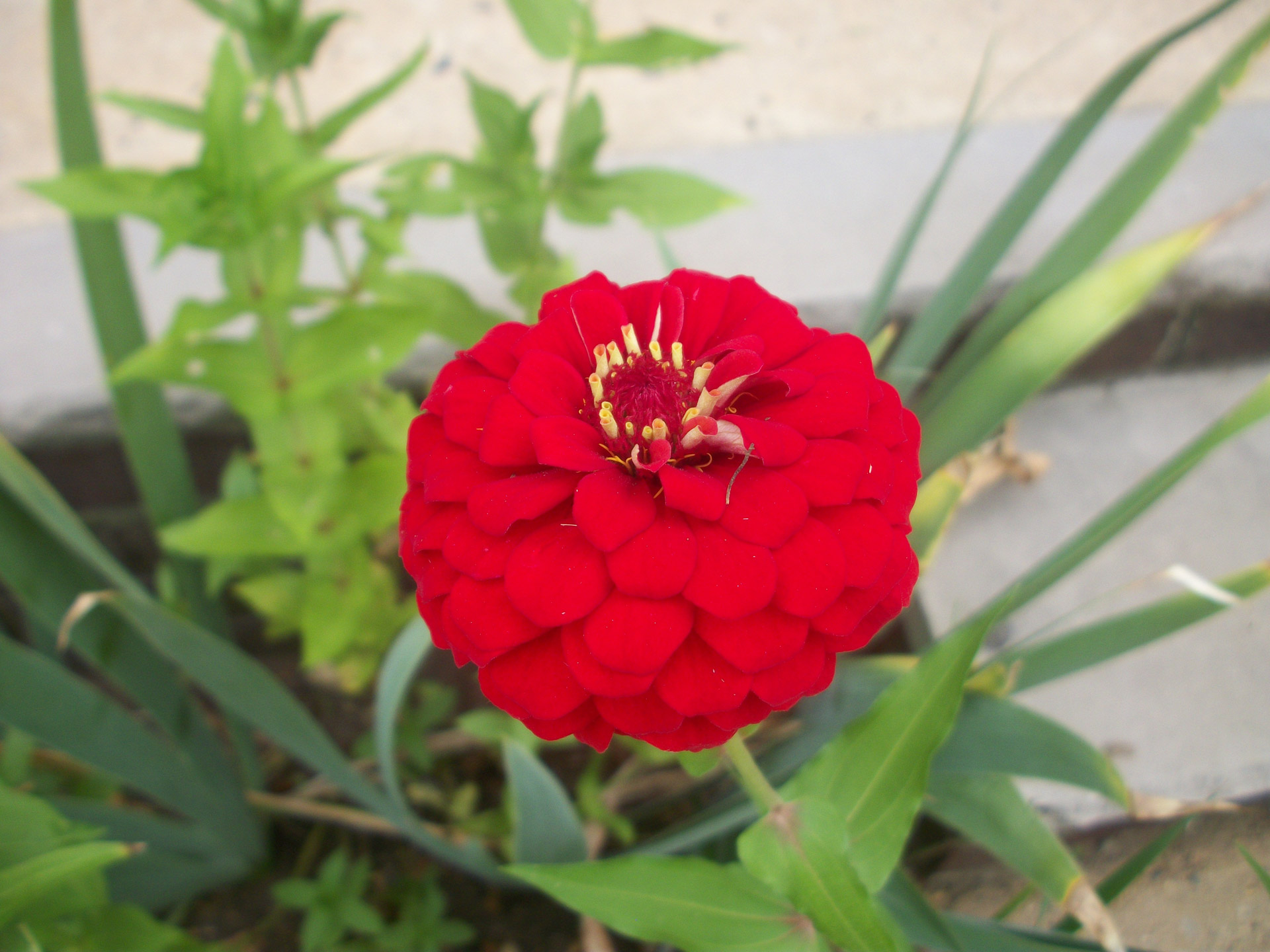 flower red summer free photo