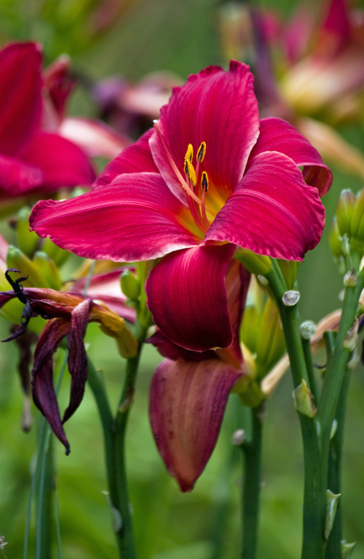 flower red close-up free photo