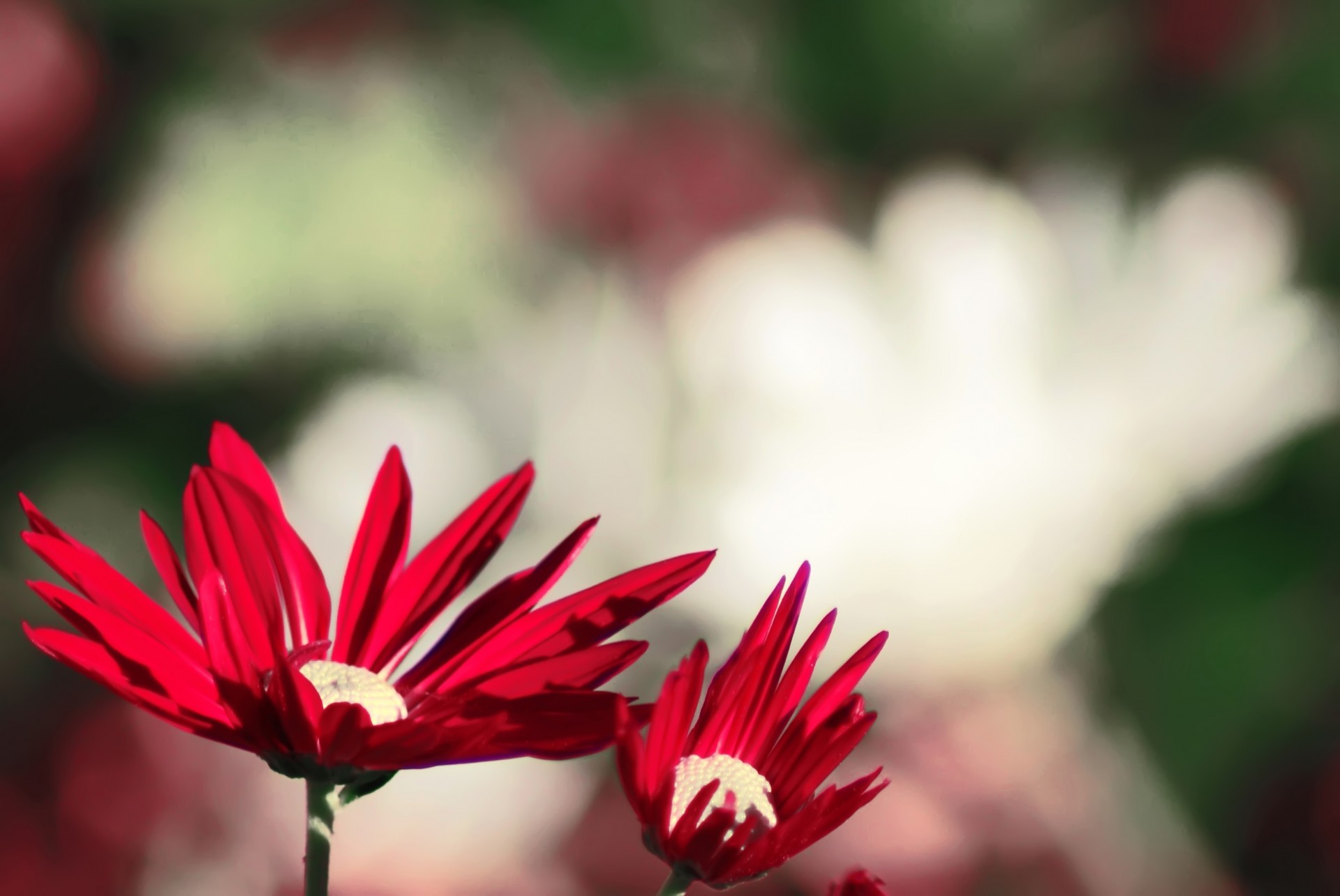 botanical bright red closeup flower free photo