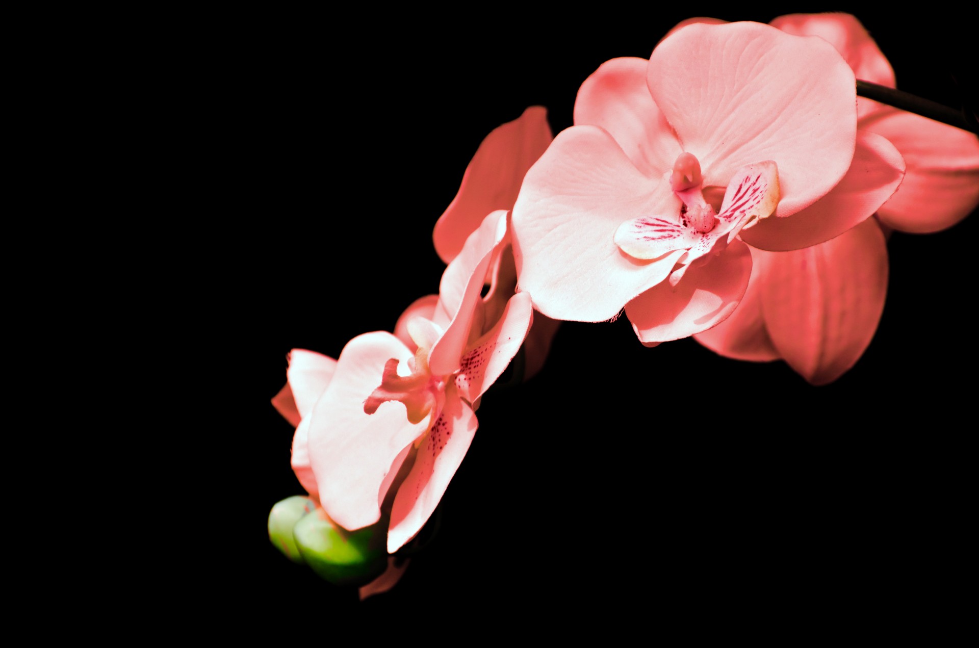 orchid flower isolated free photo