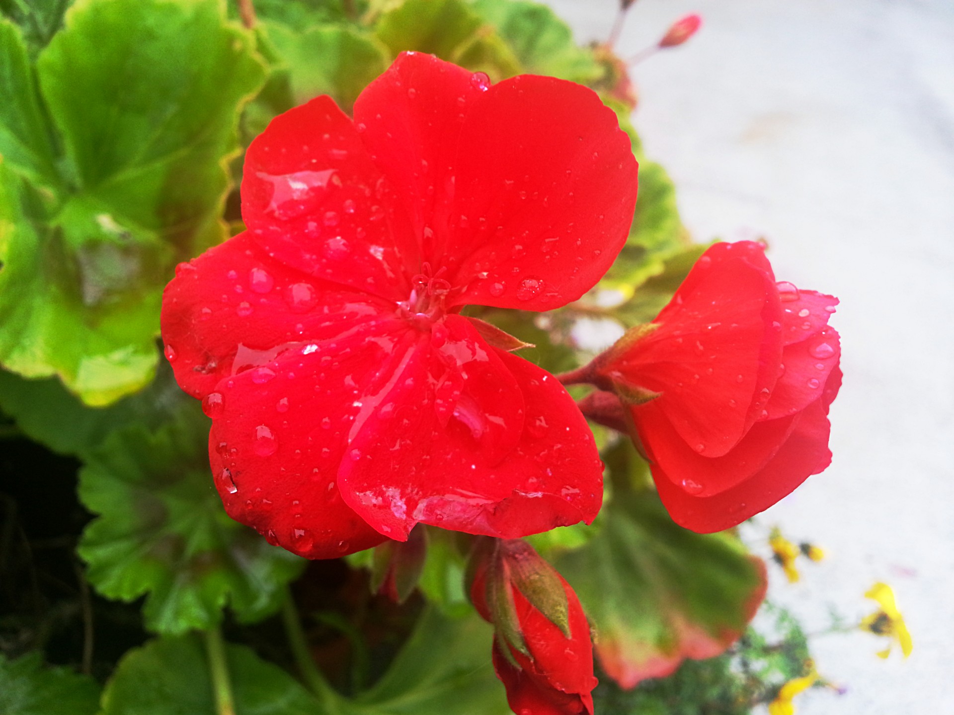 flower rain summer free photo