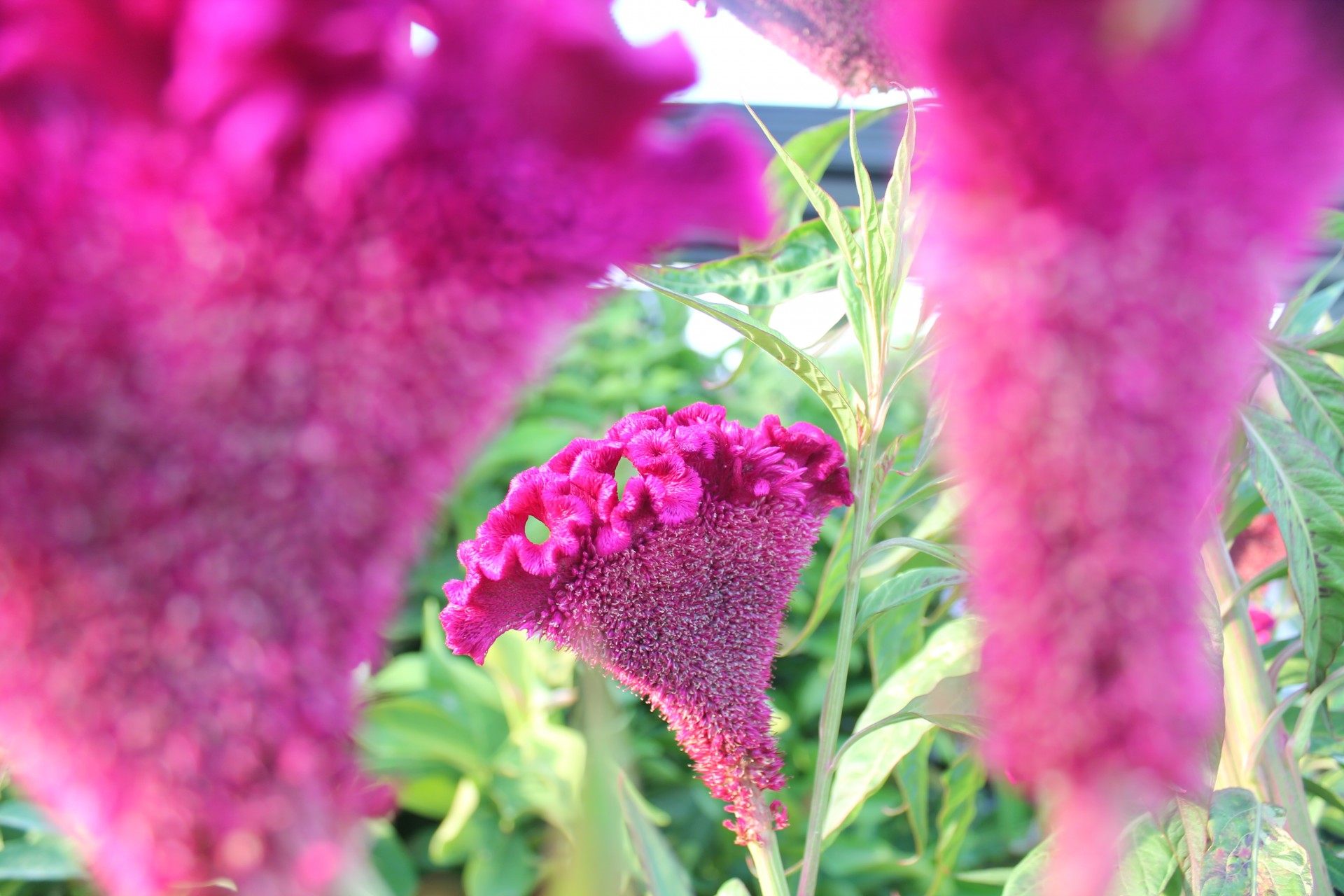 red flower planted red roses free photo