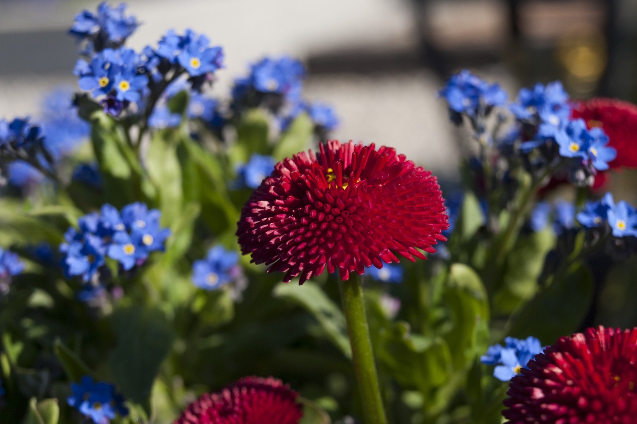 red flower blue flowers flowers free photo