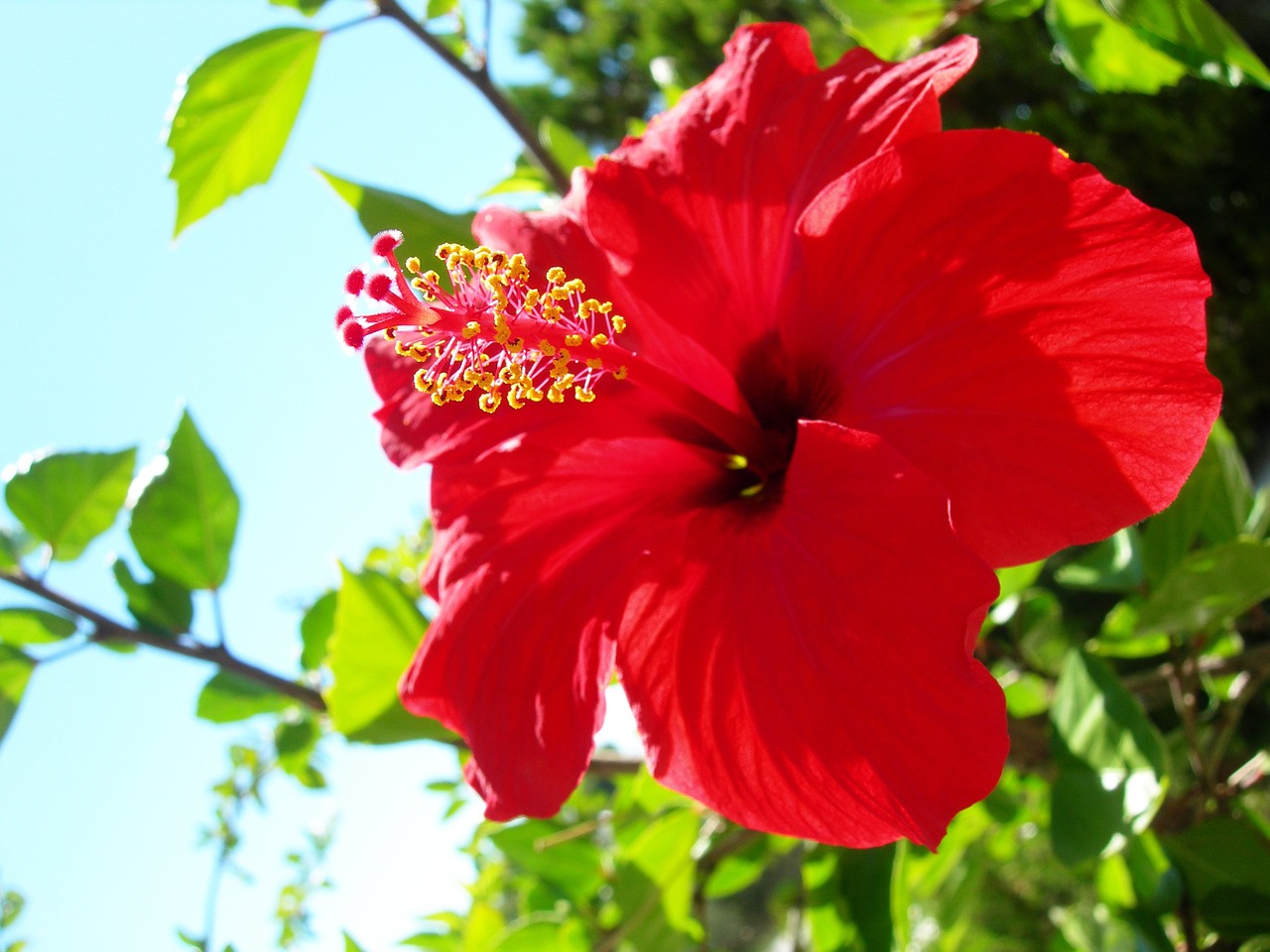 red flower beautiful beautiful flower free photo