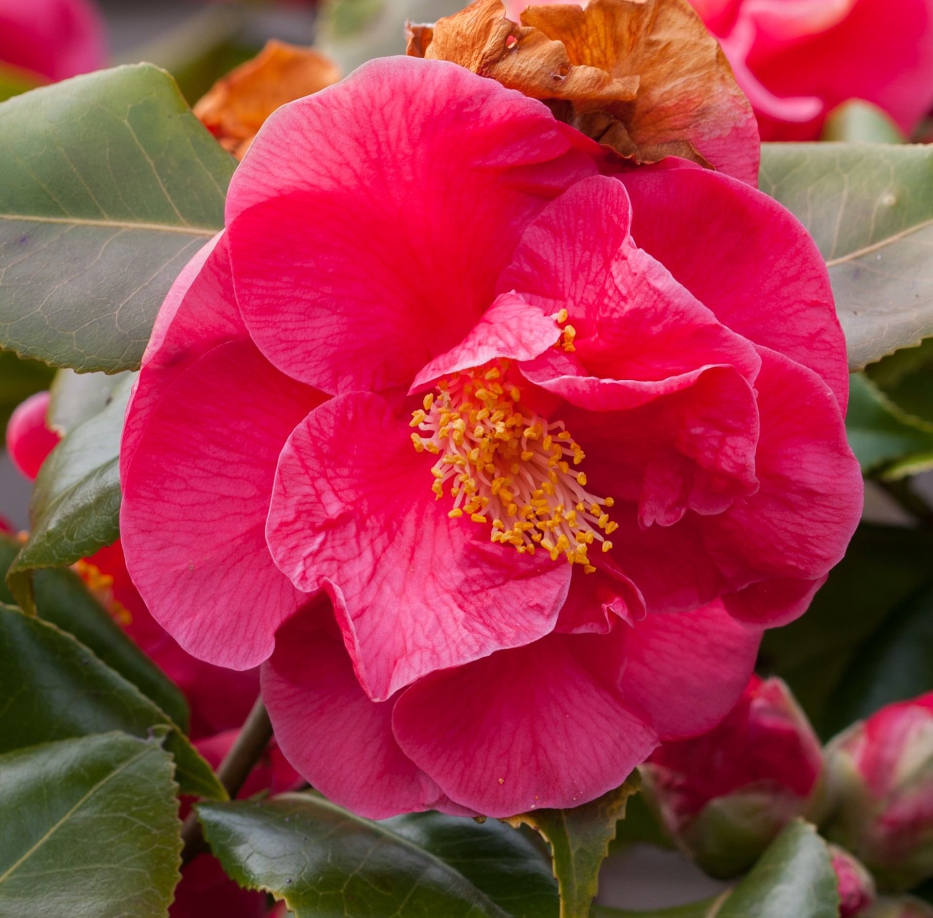 flower red bloom free photo