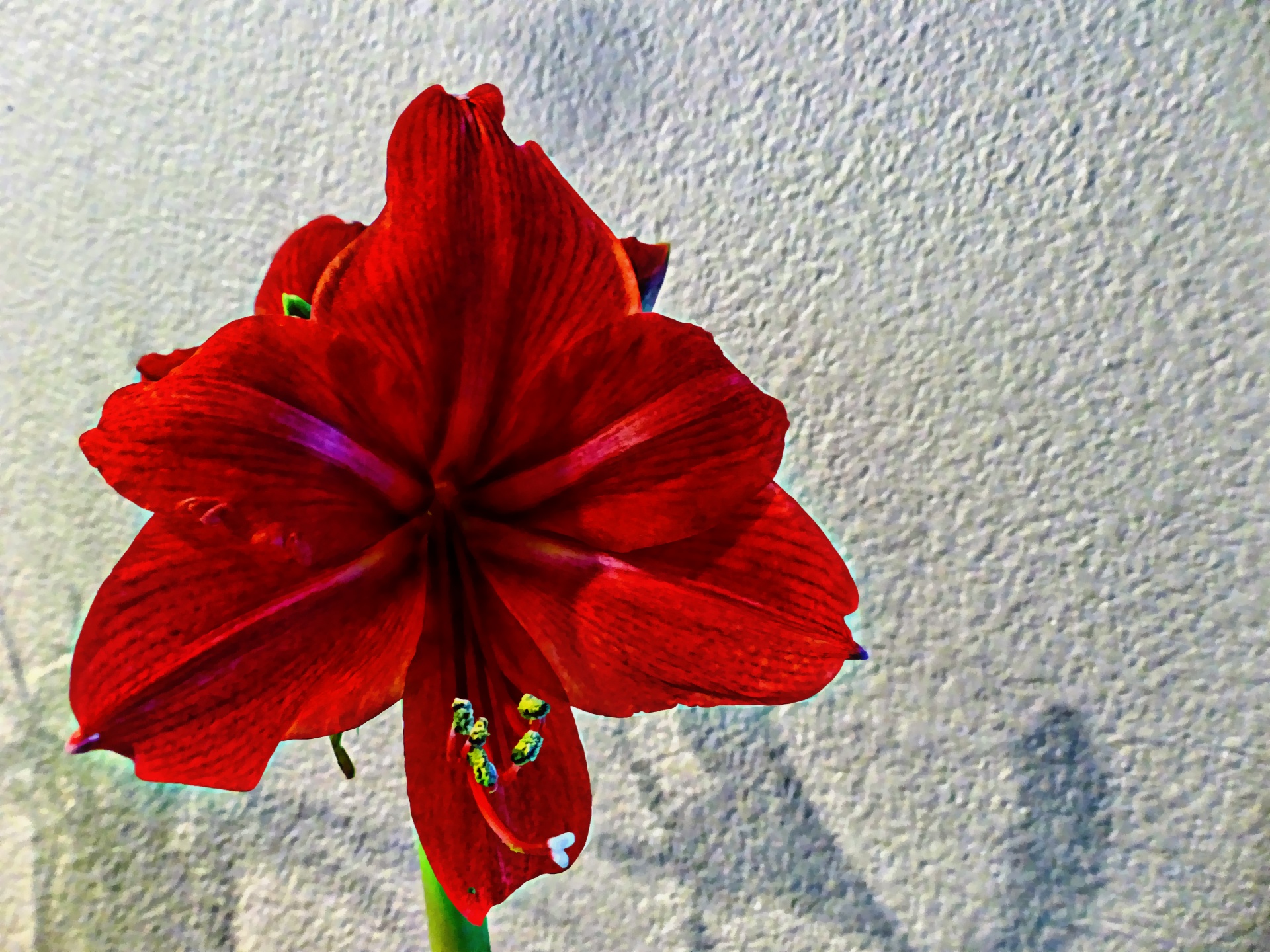 flower red wall free photo