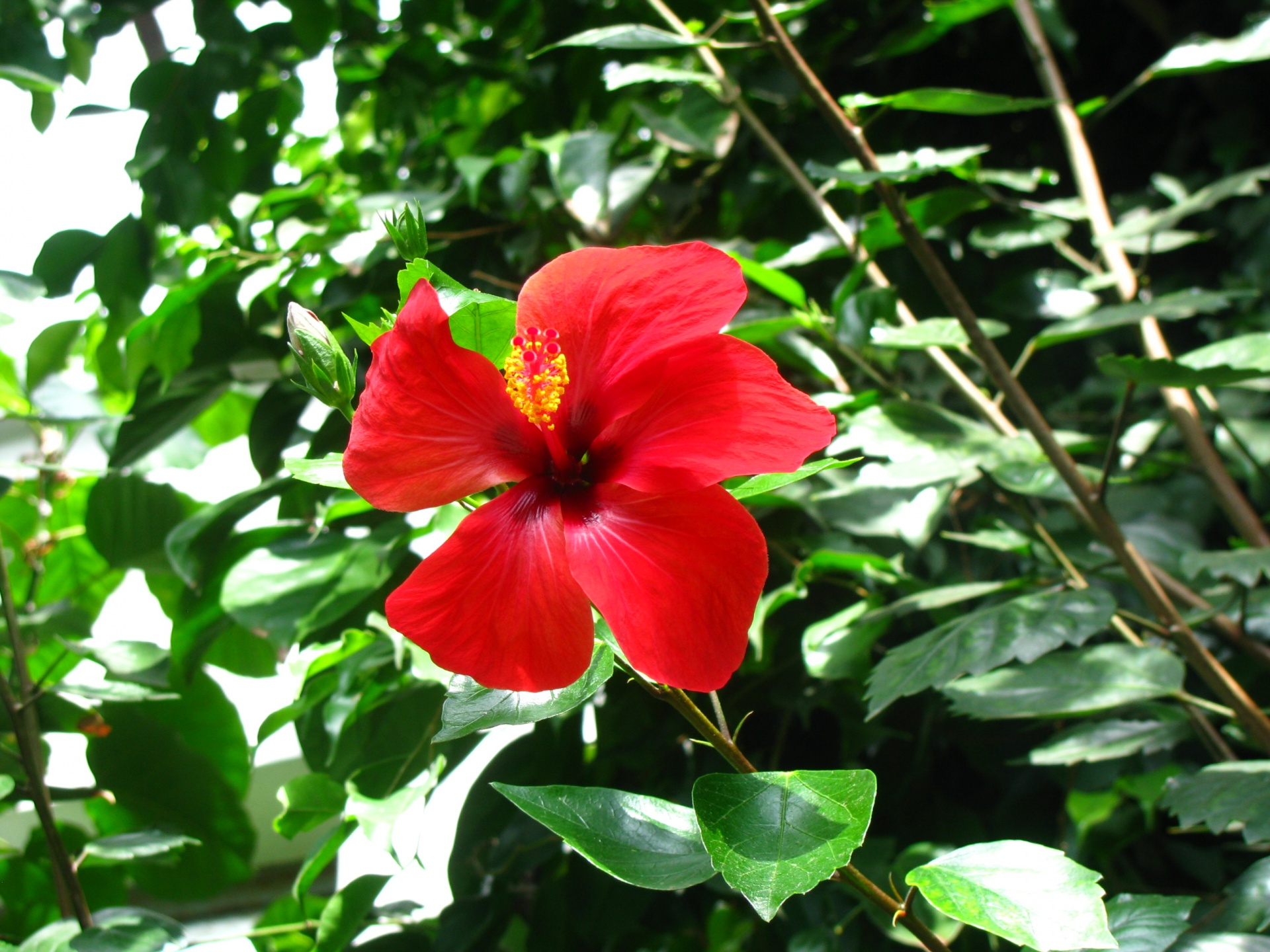 red flower flower tropical free photo