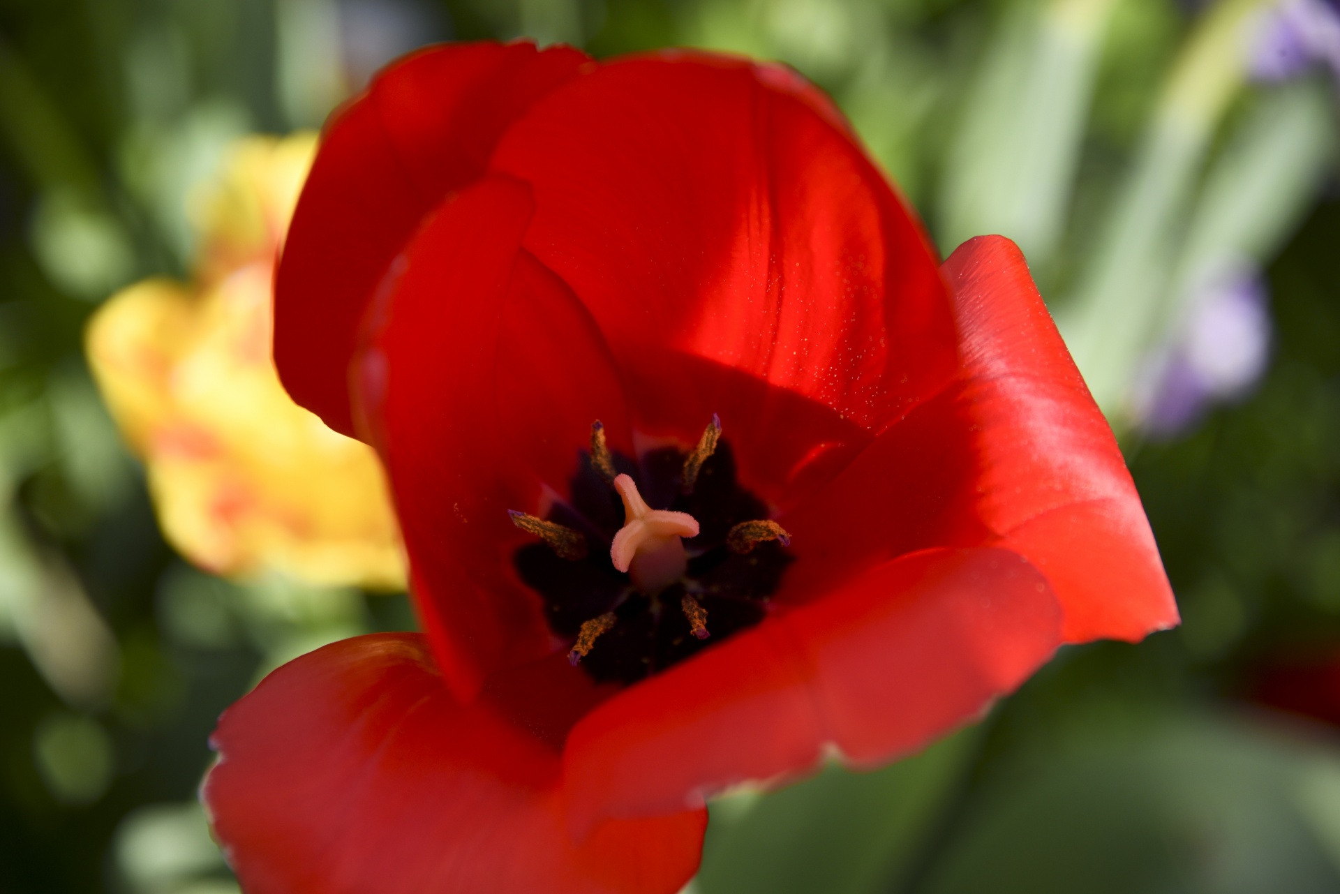 flower red close free photo