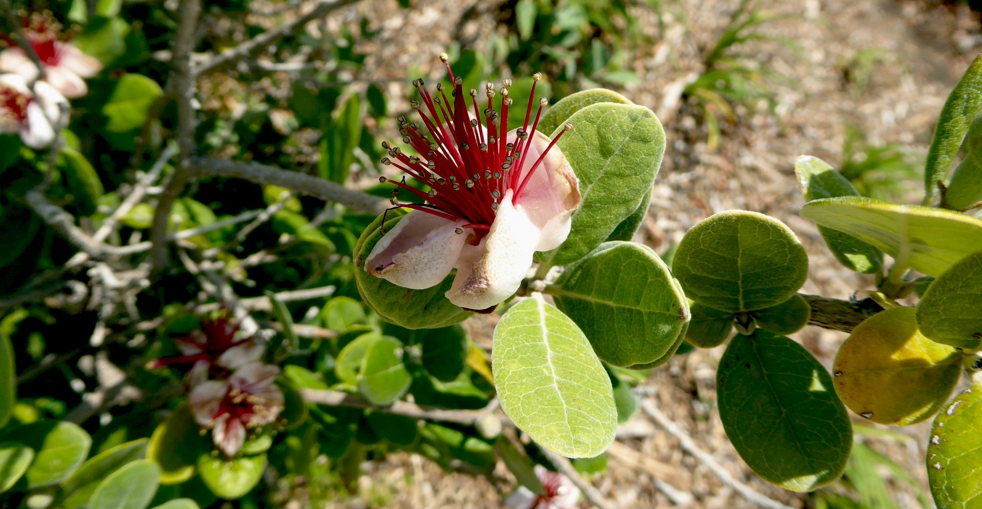 flower flowers red free photo