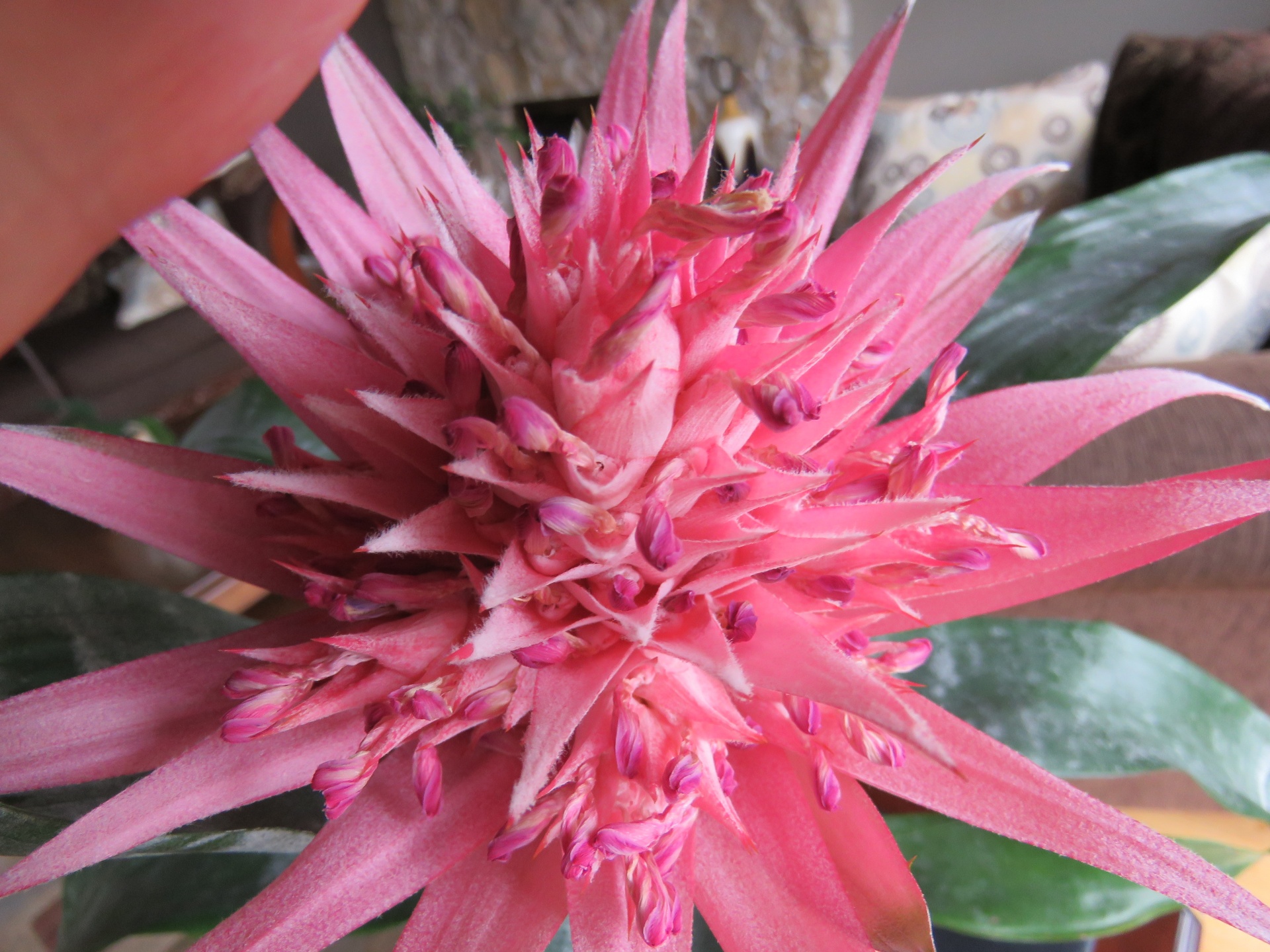 red flower closeup free photo