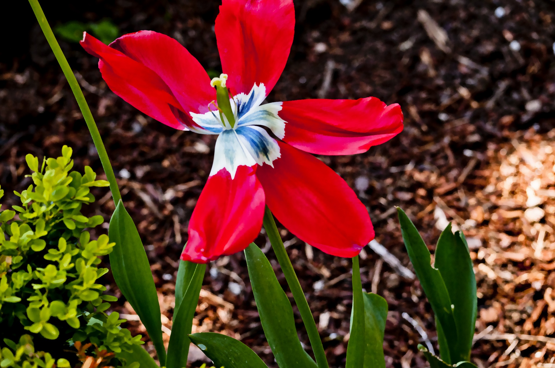 flower red garden free photo