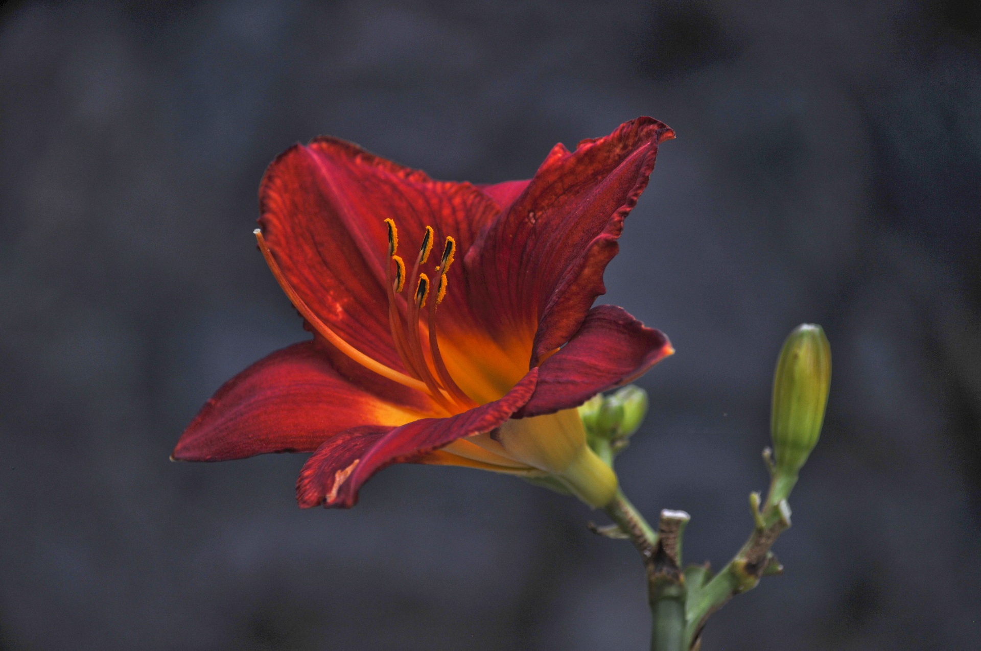 flower flowers iris free photo