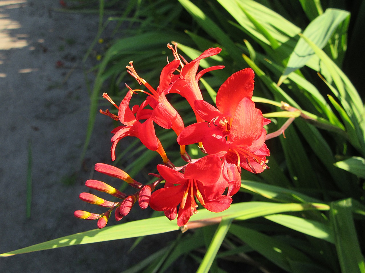 red flower bloom summer free photo