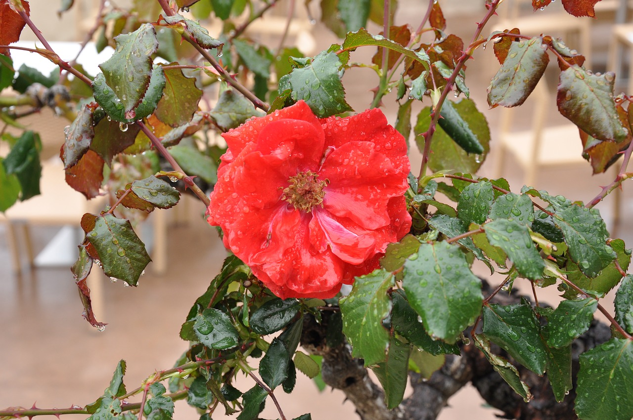 red rose flower rain free photo