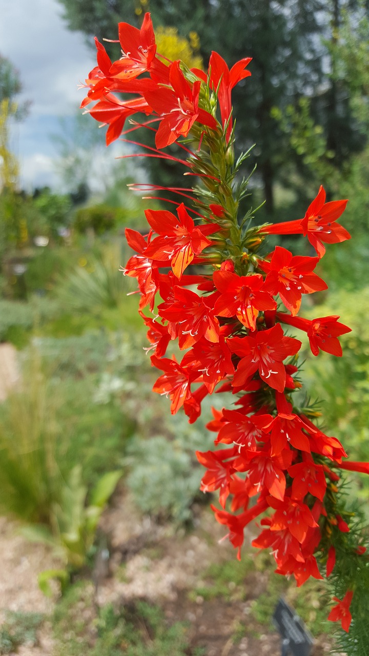 standing cypress ipomopsis rubra red free photo