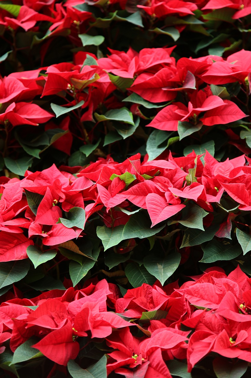 red flower christmass celebration free photo