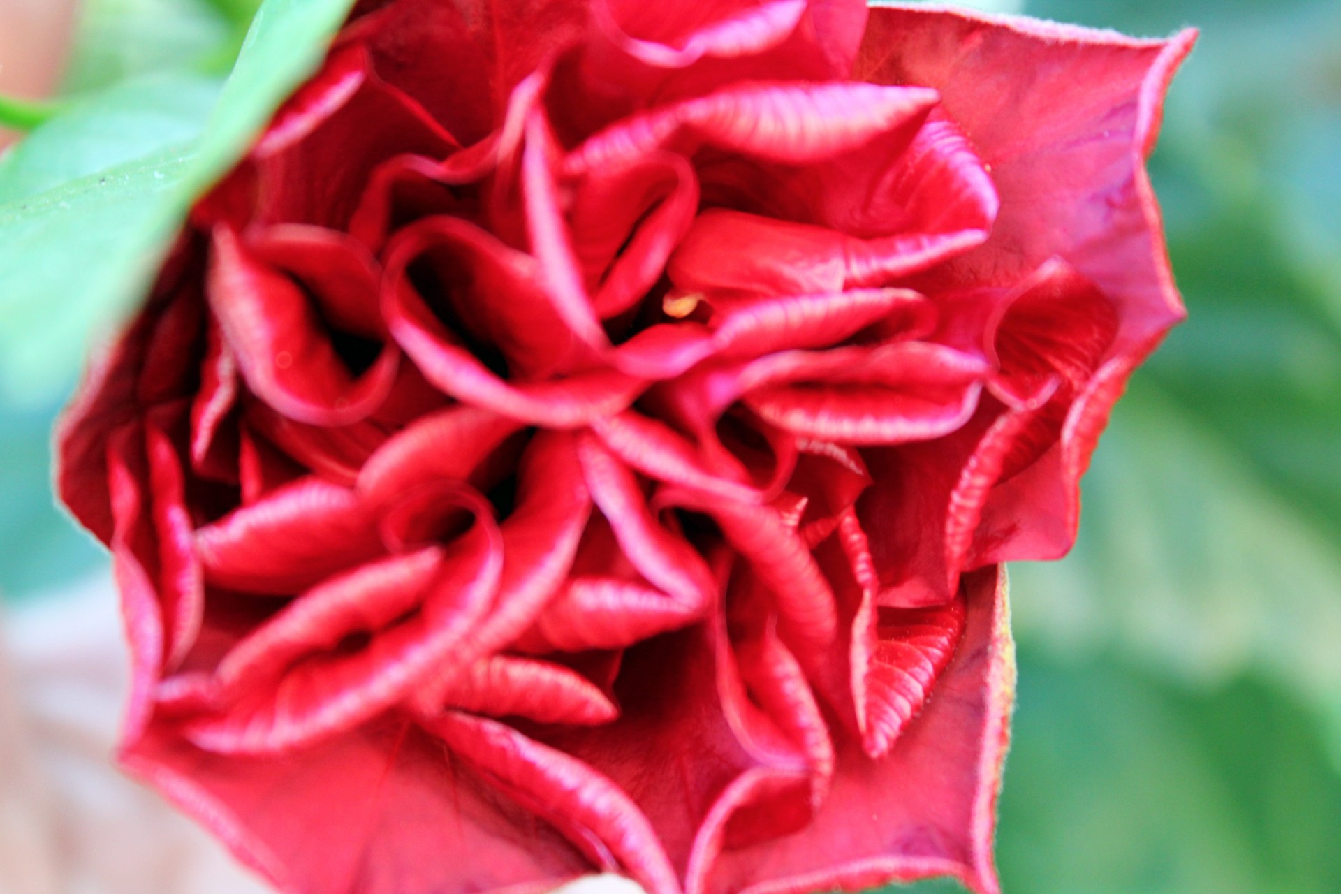 red flower stems curly flower free photo