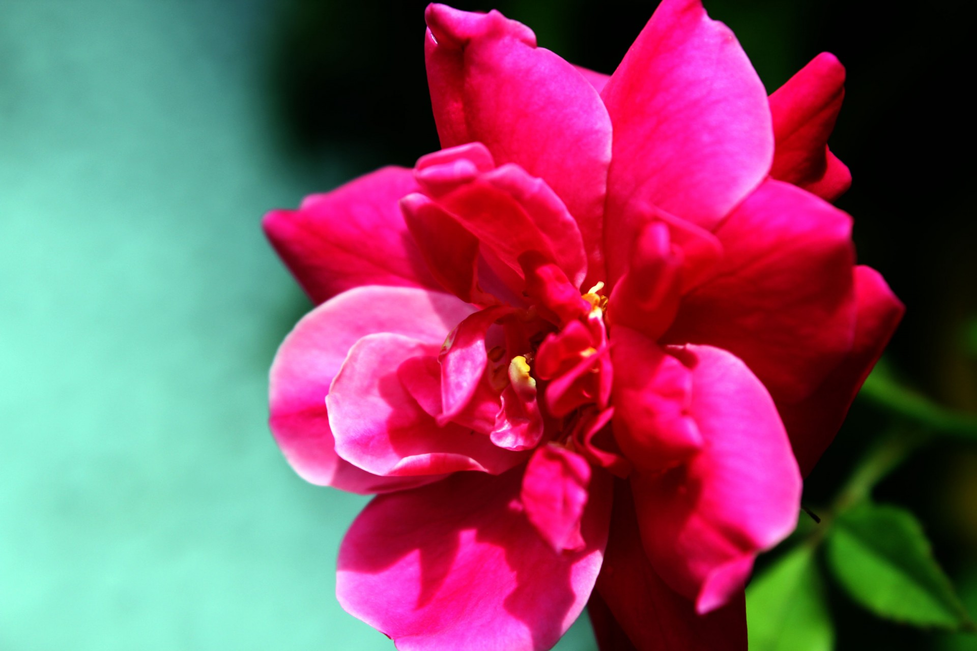 red rose rose bud rose free photo