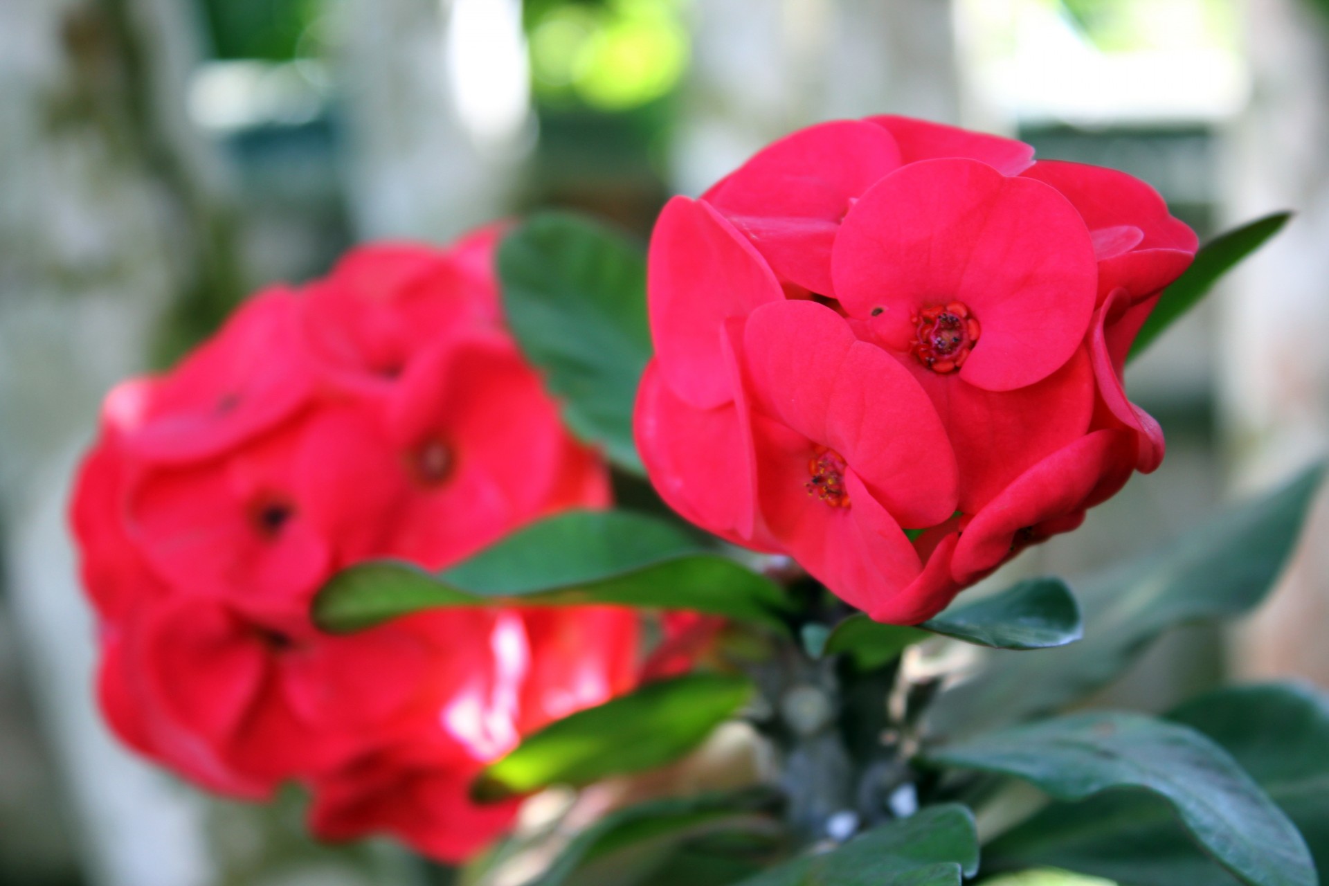 red flower green leaves red free photo