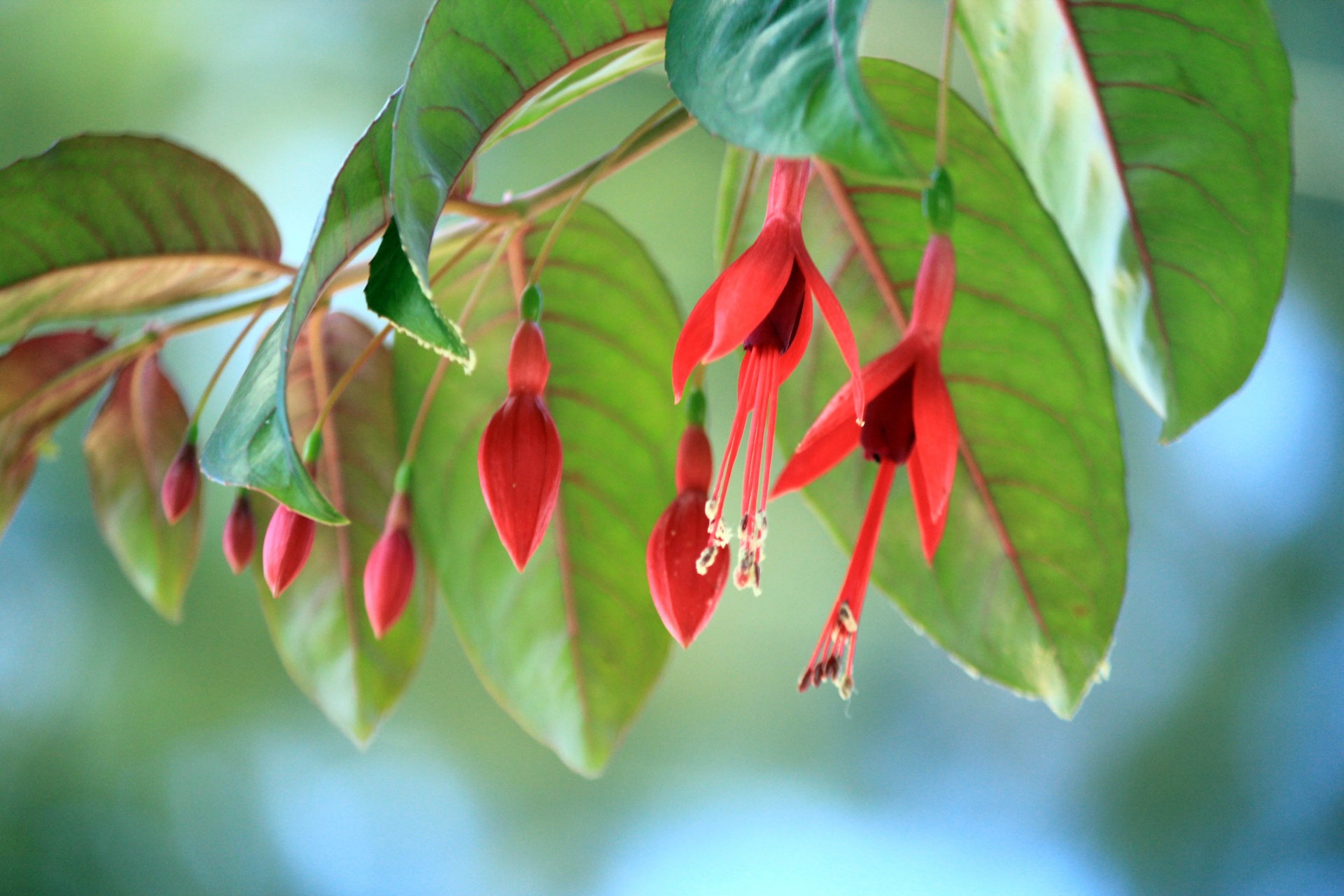 red flower red flower free photo