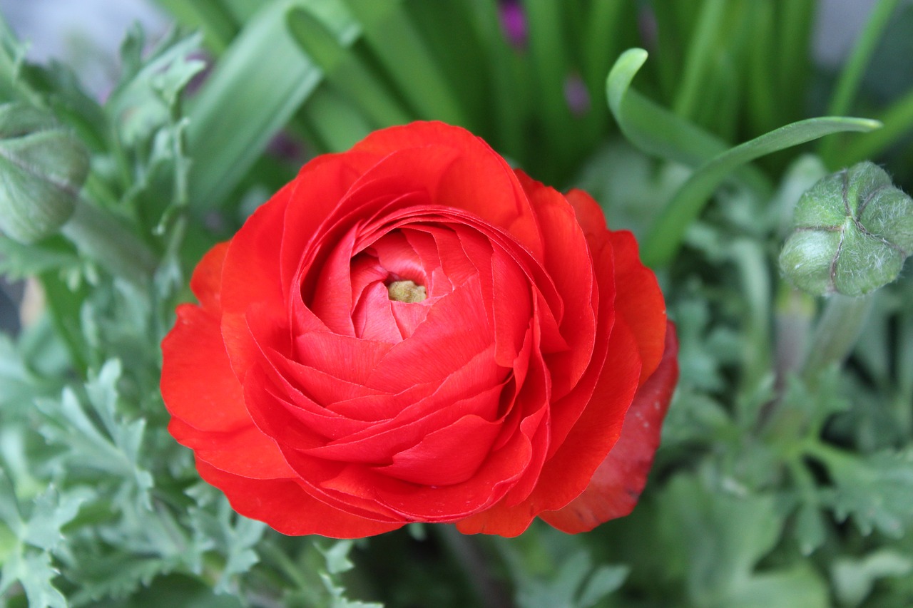 red flower red flower free photo