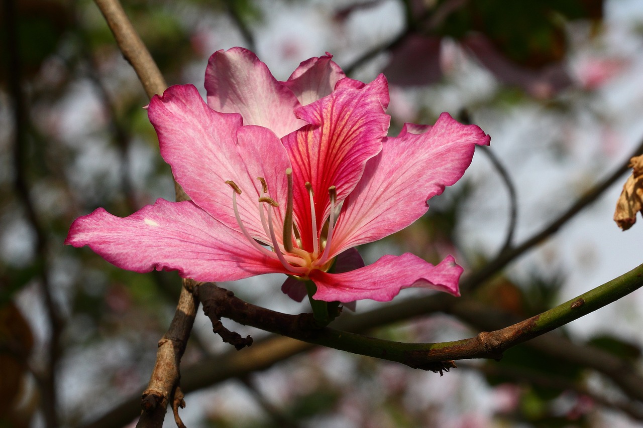 red flower natural close up free photo