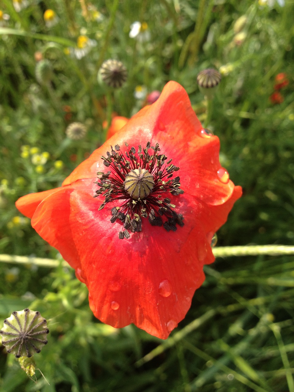 red flower klatschmohn bloom with raindrops free photo