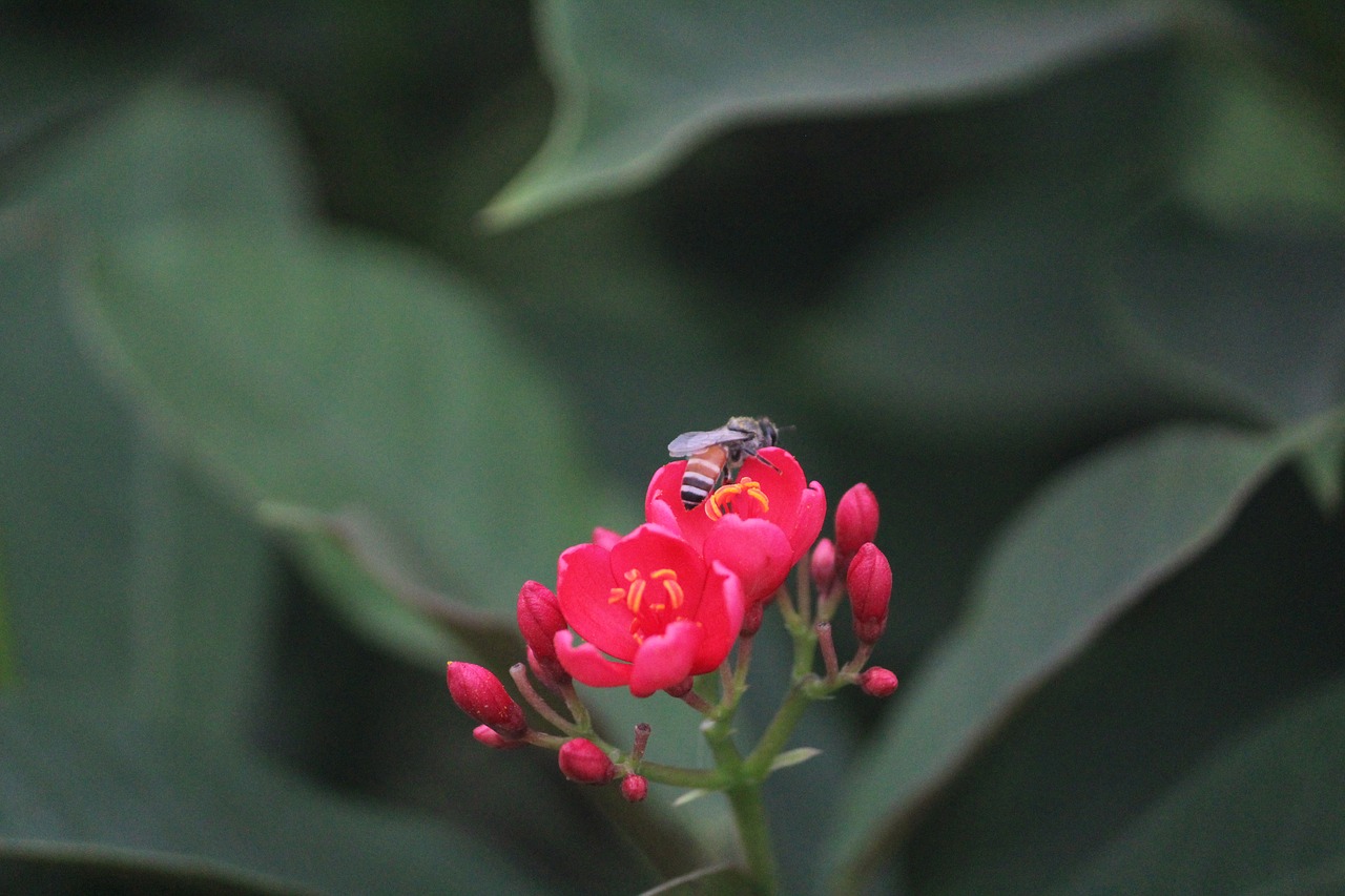 red flower honey bee pollination free photo