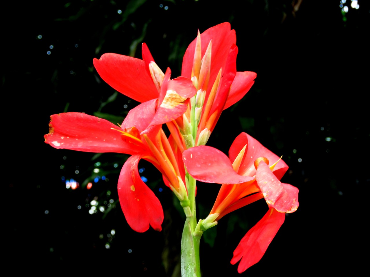 red flower flower close up free photo