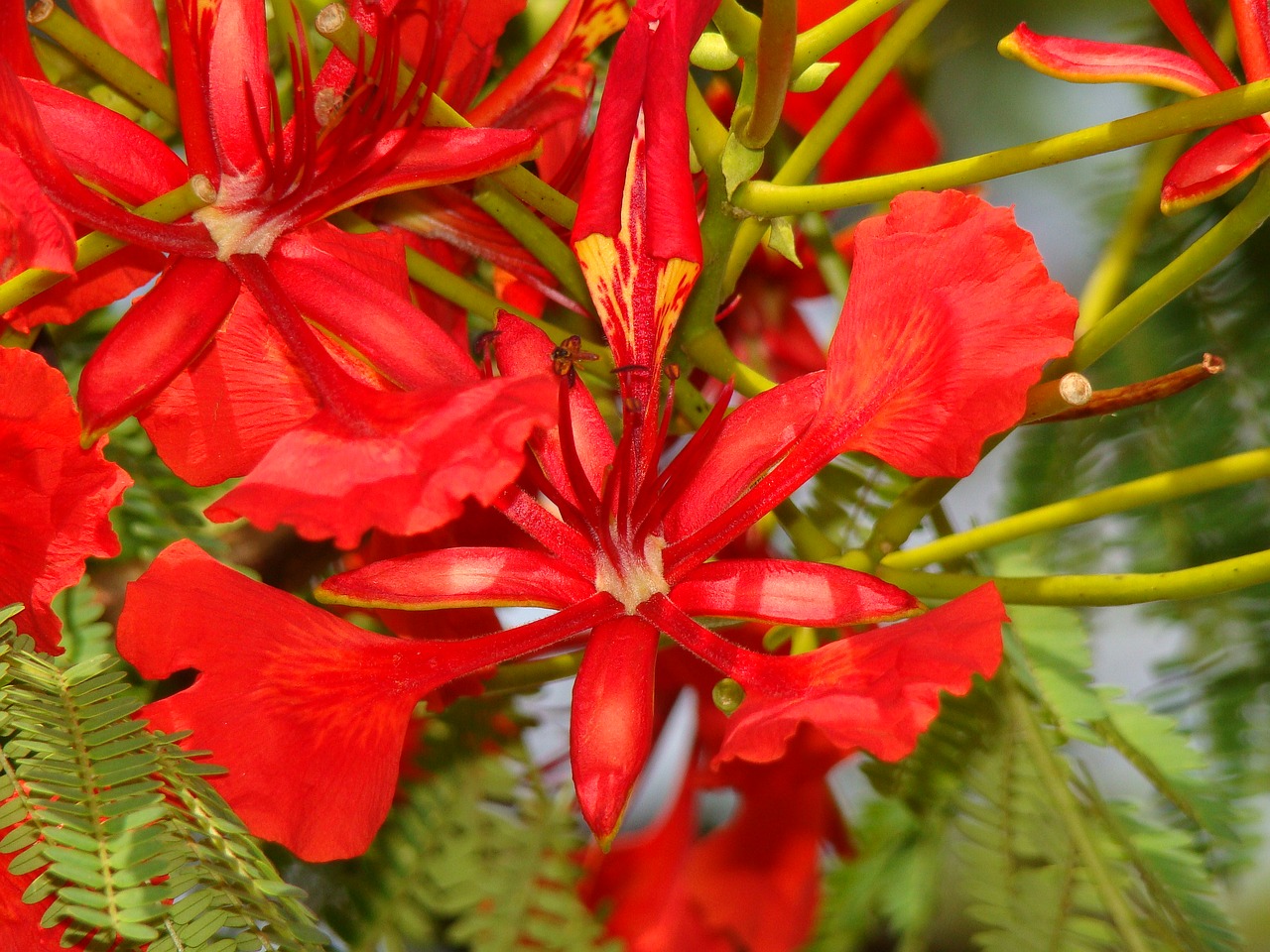 red flower red garden free photo