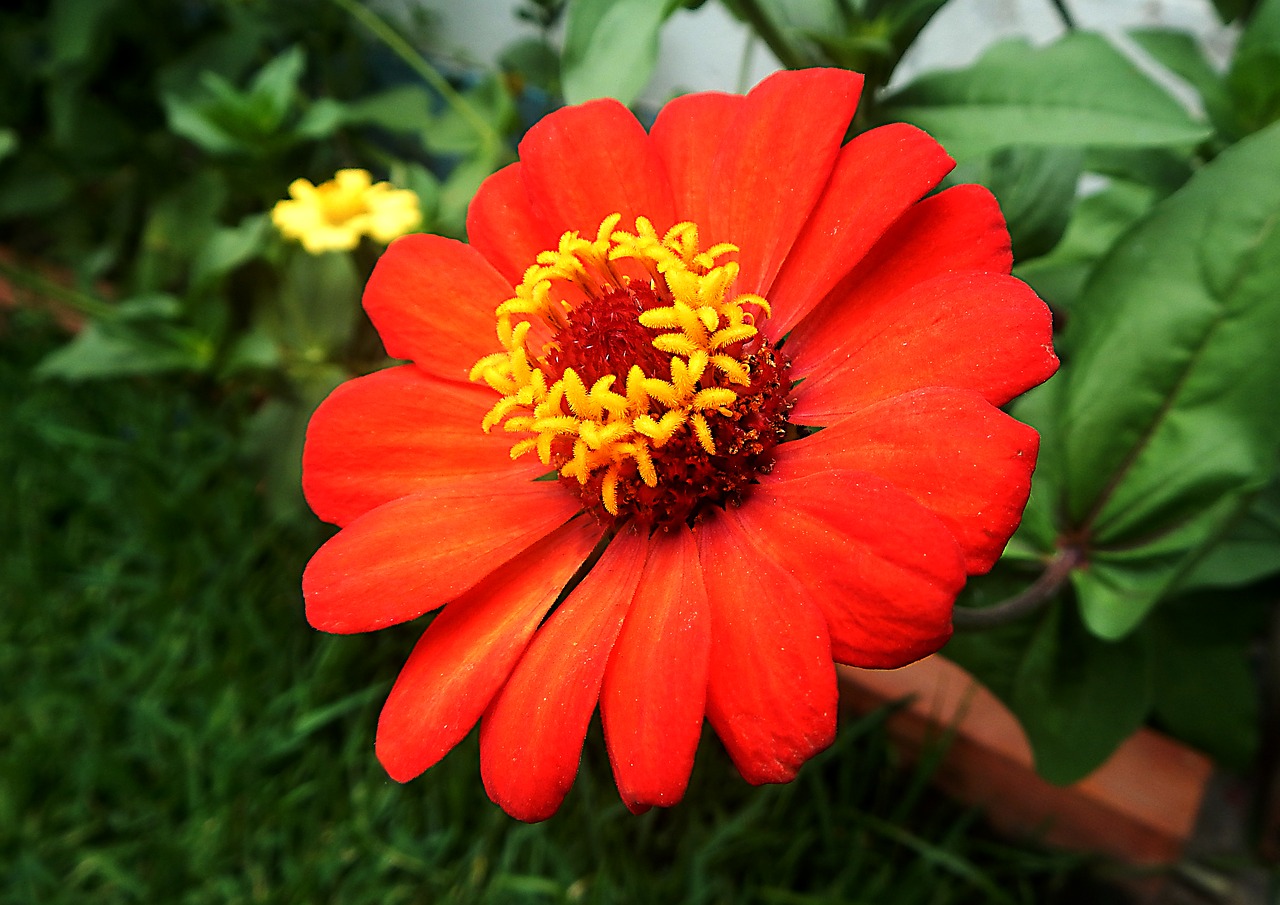 red flower garden orange free photo