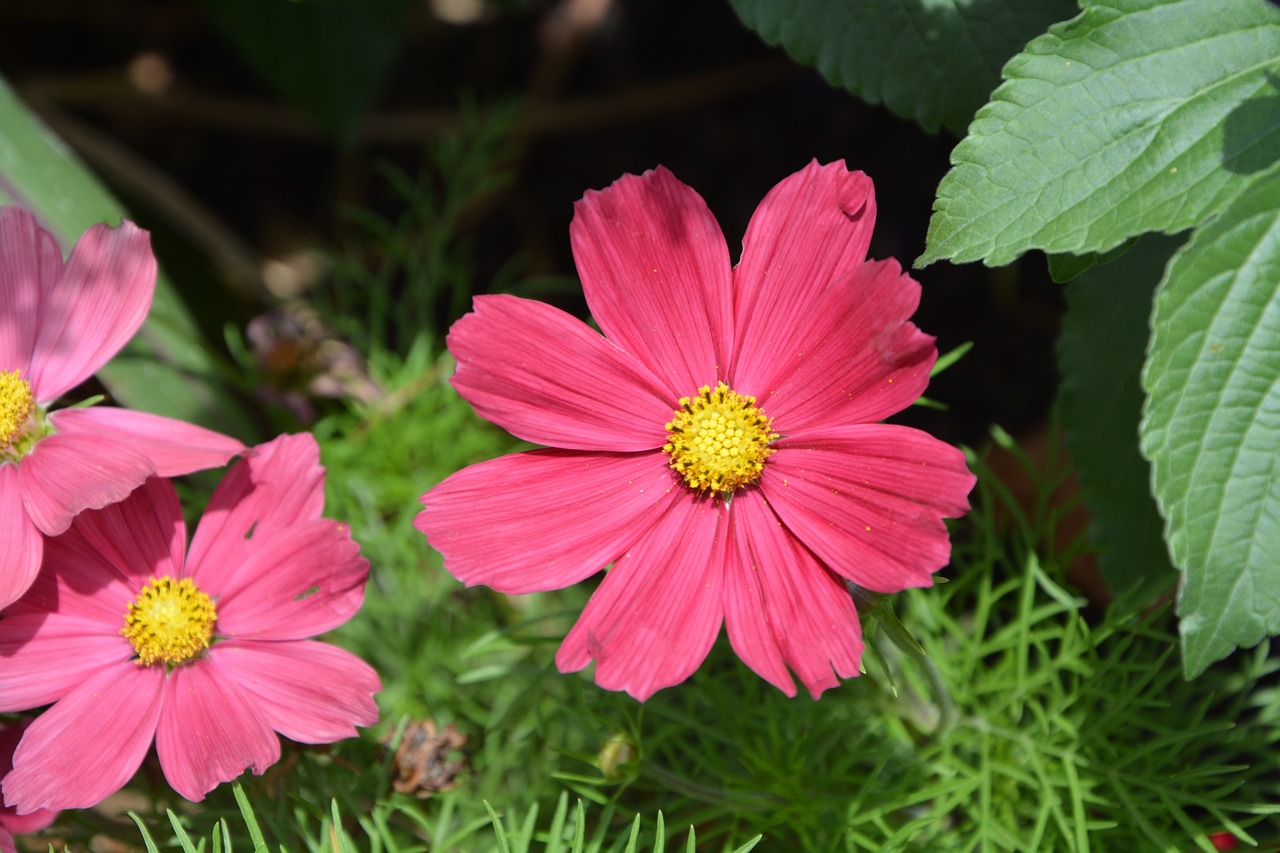 red flower flower been nature free photo