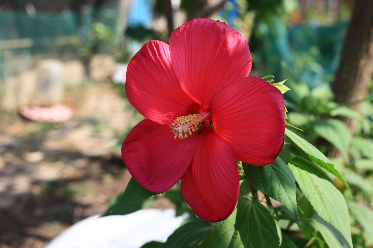 red flower summer flowers garden flower free photo