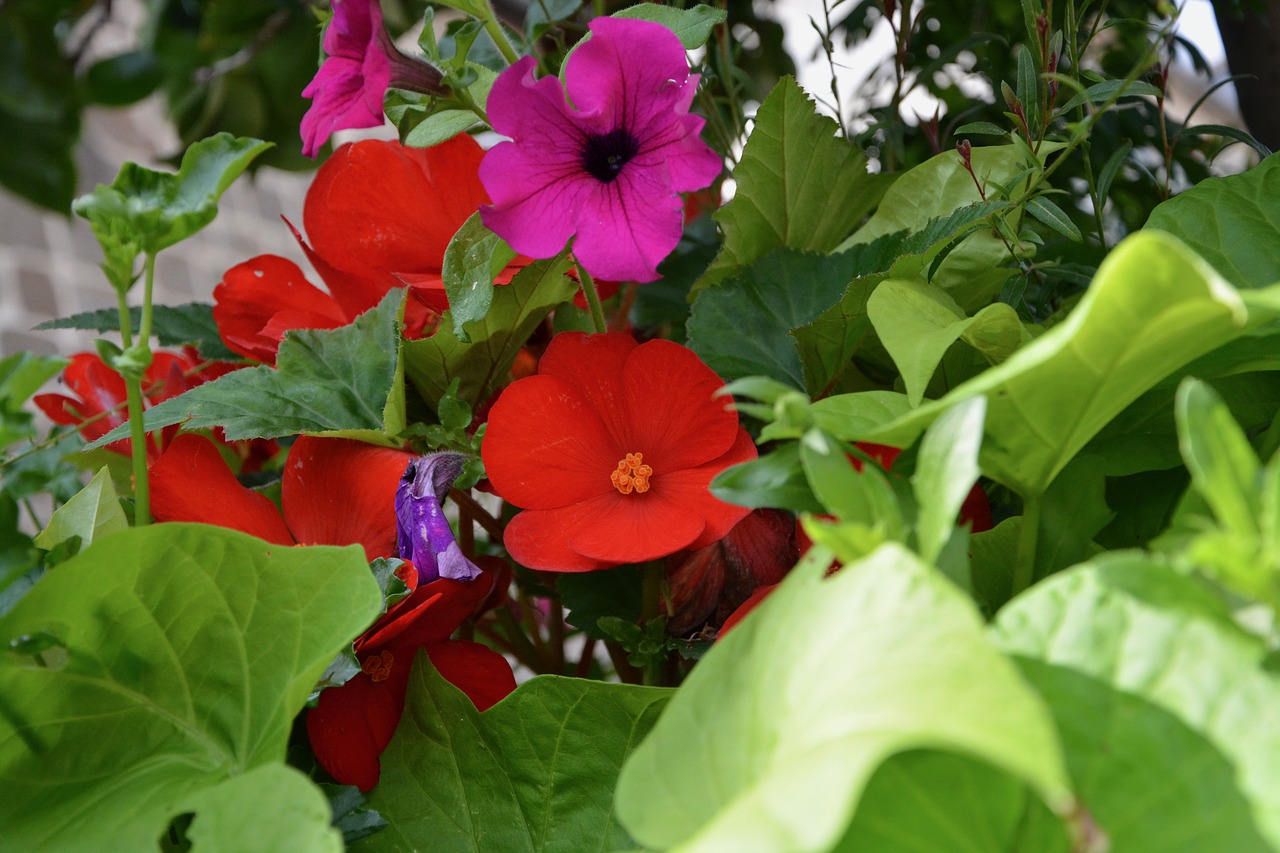 red flower green leaves garden free photo