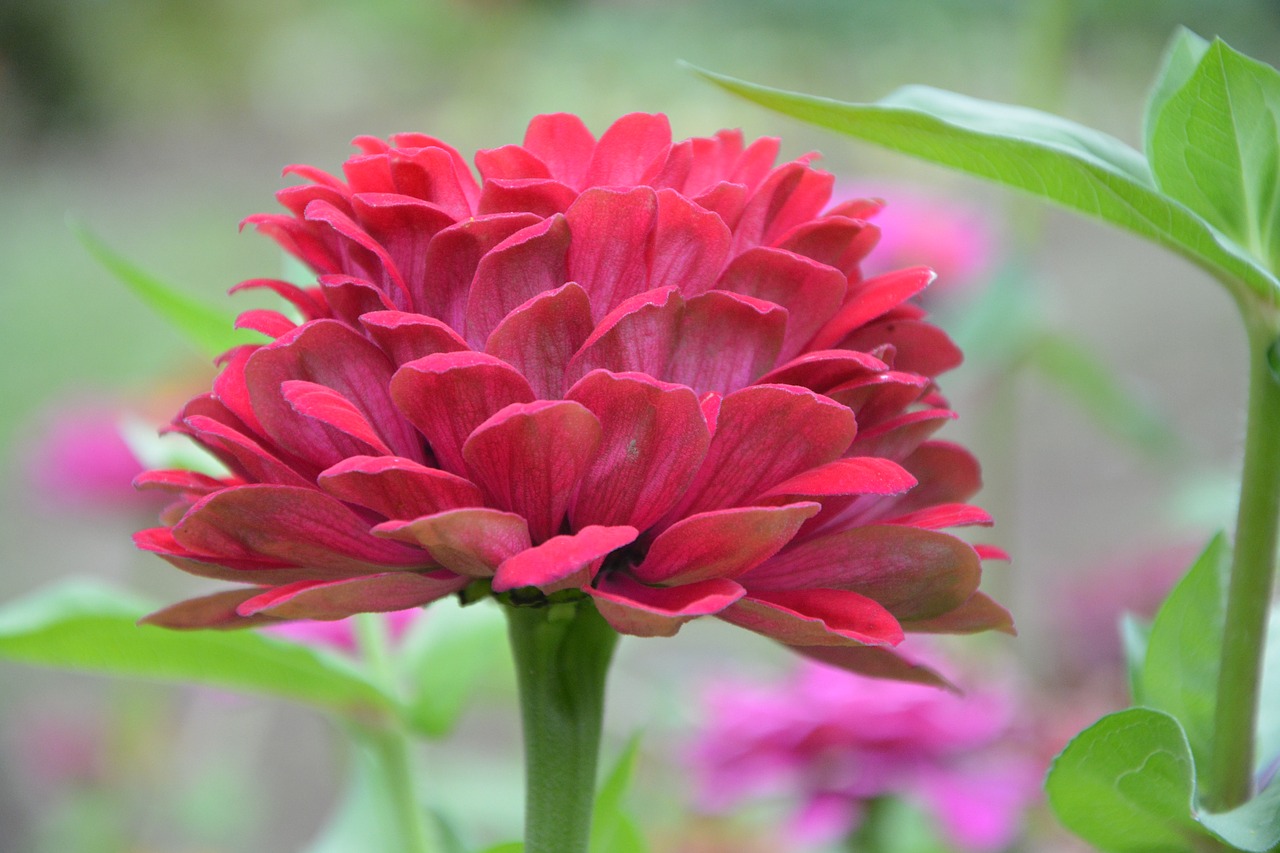 red flower flowers red flowers free photo