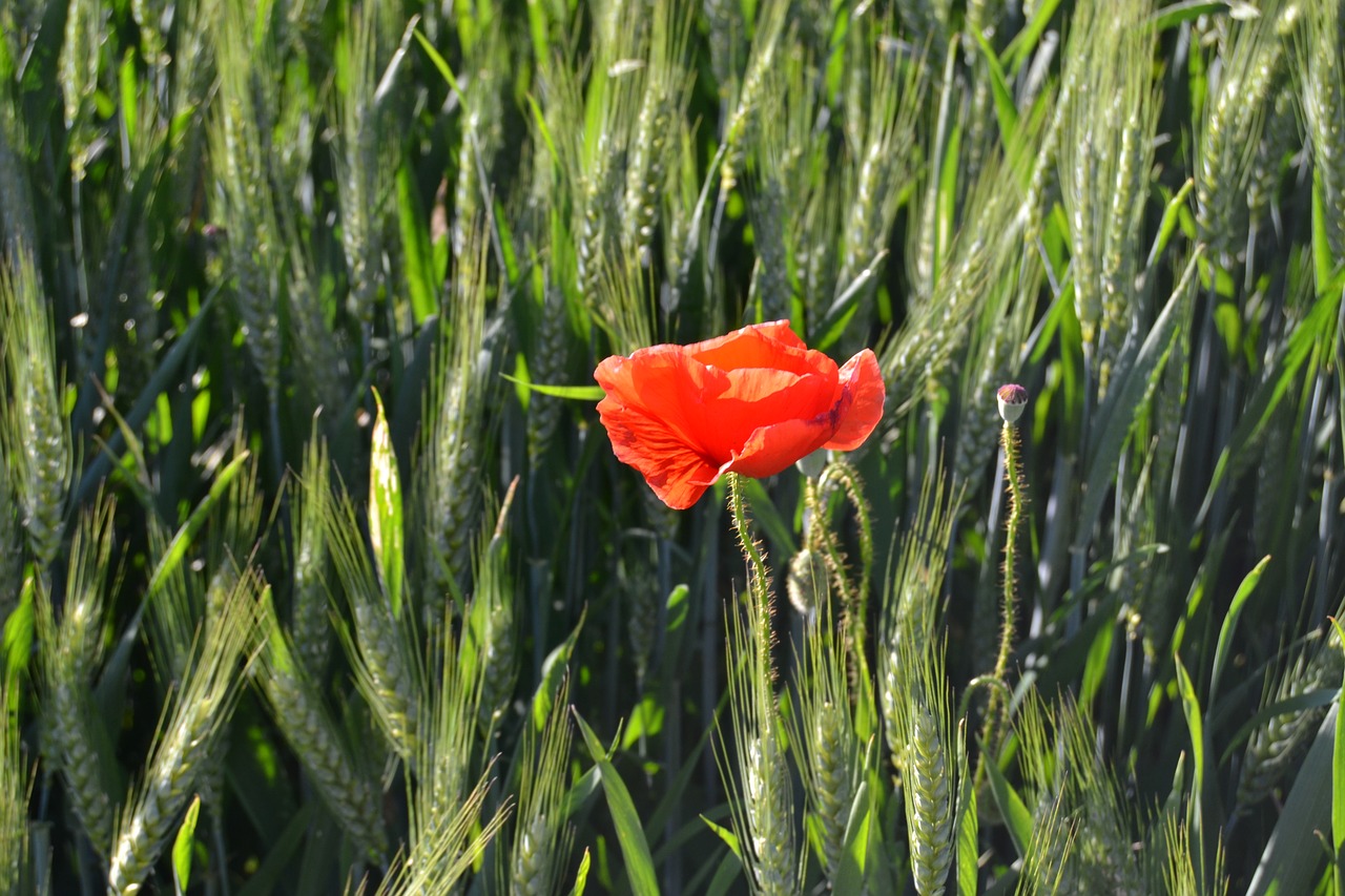 red flower wheat poppy free photo