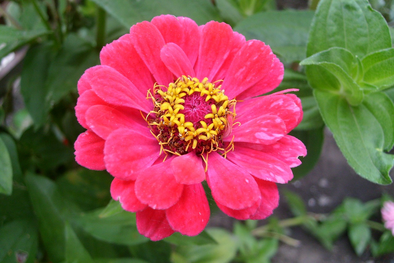 red flower nature plant free photo