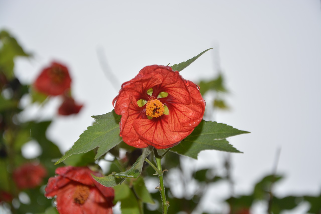 red flower nature decorative free photo