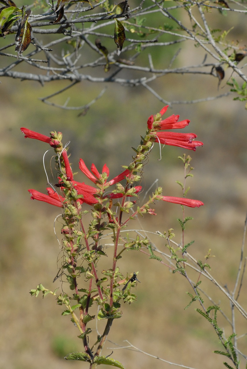 red flower branch nature free photo