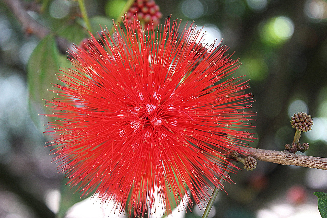 red flower exotic plant free photo