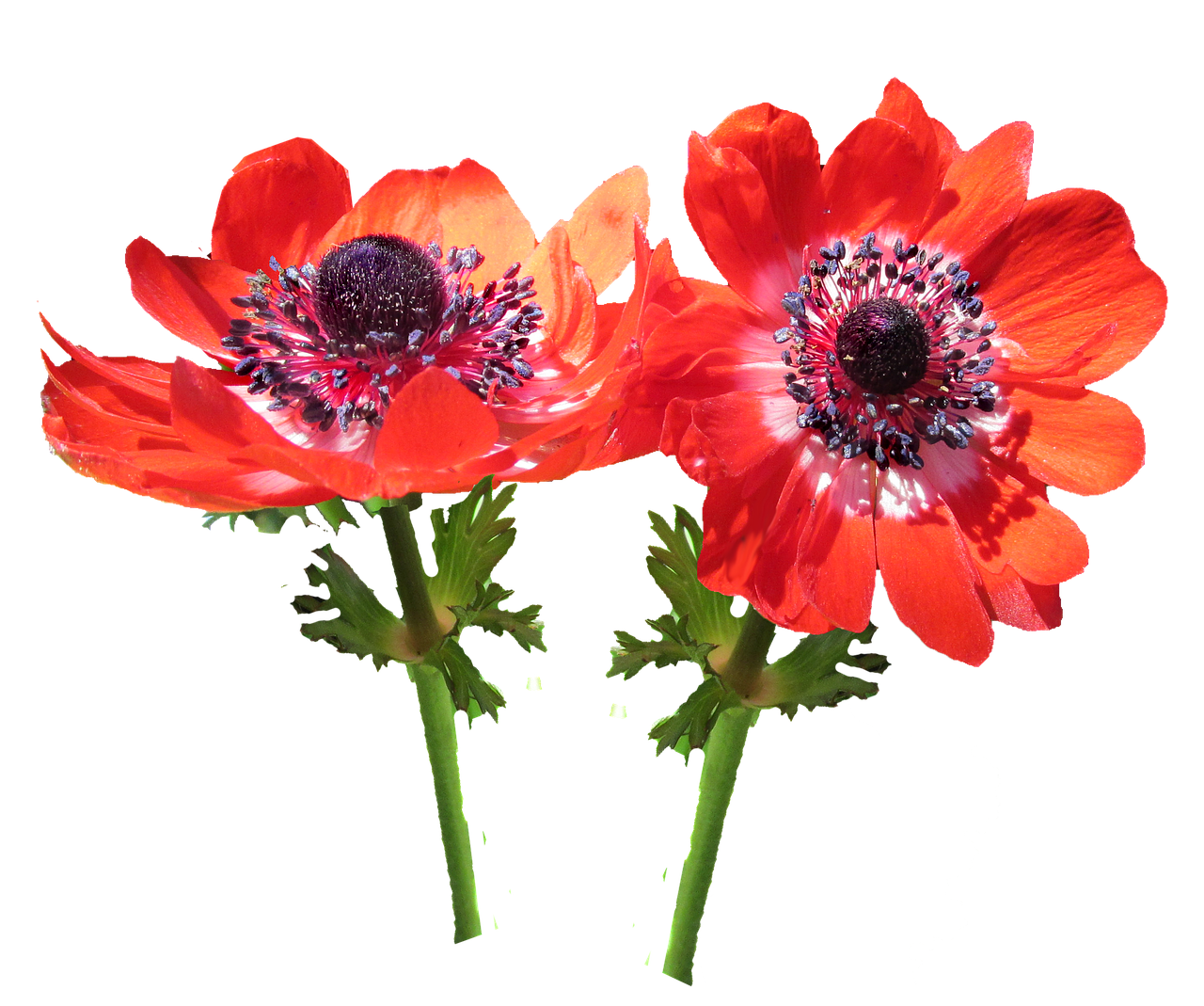 red flower anemone stems free photo