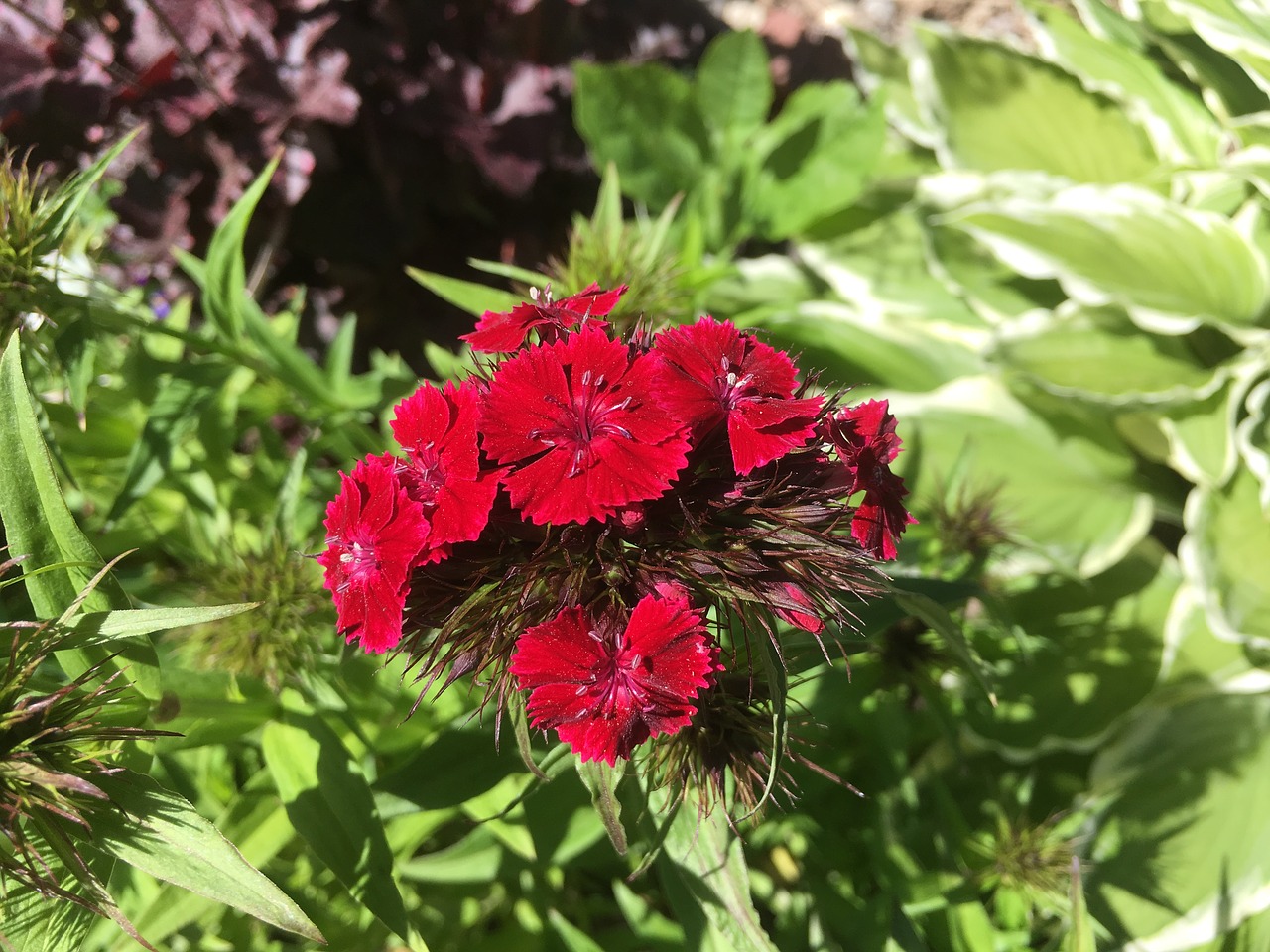 red flower garden red free photo