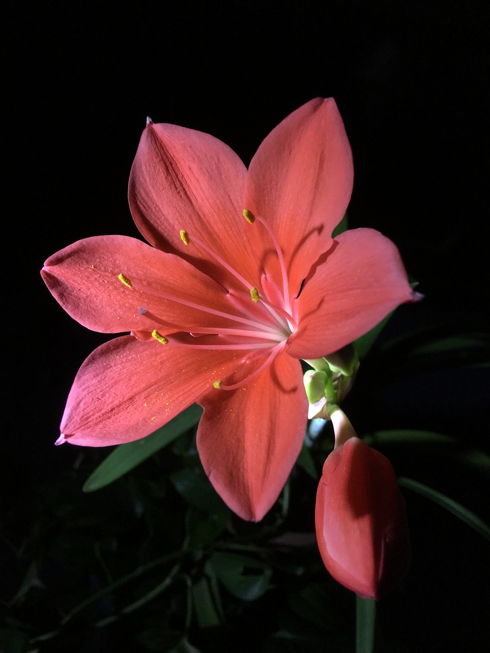 red flower pistils flower free photo