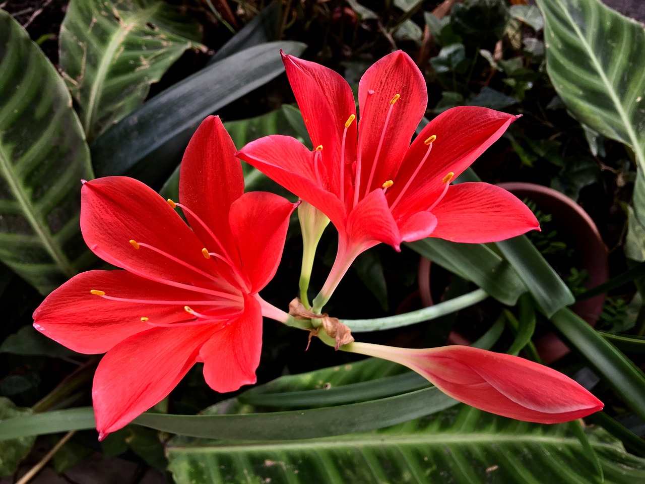 red flower petals flower free photo