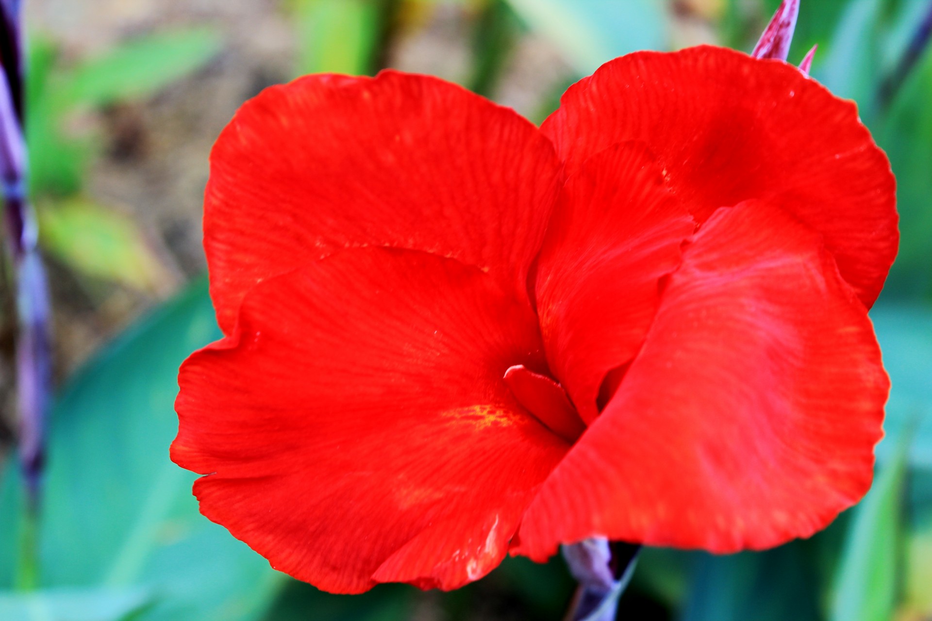 red flower green leaves red free photo